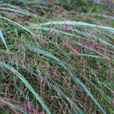 Panic érigé Squaw - Willemse