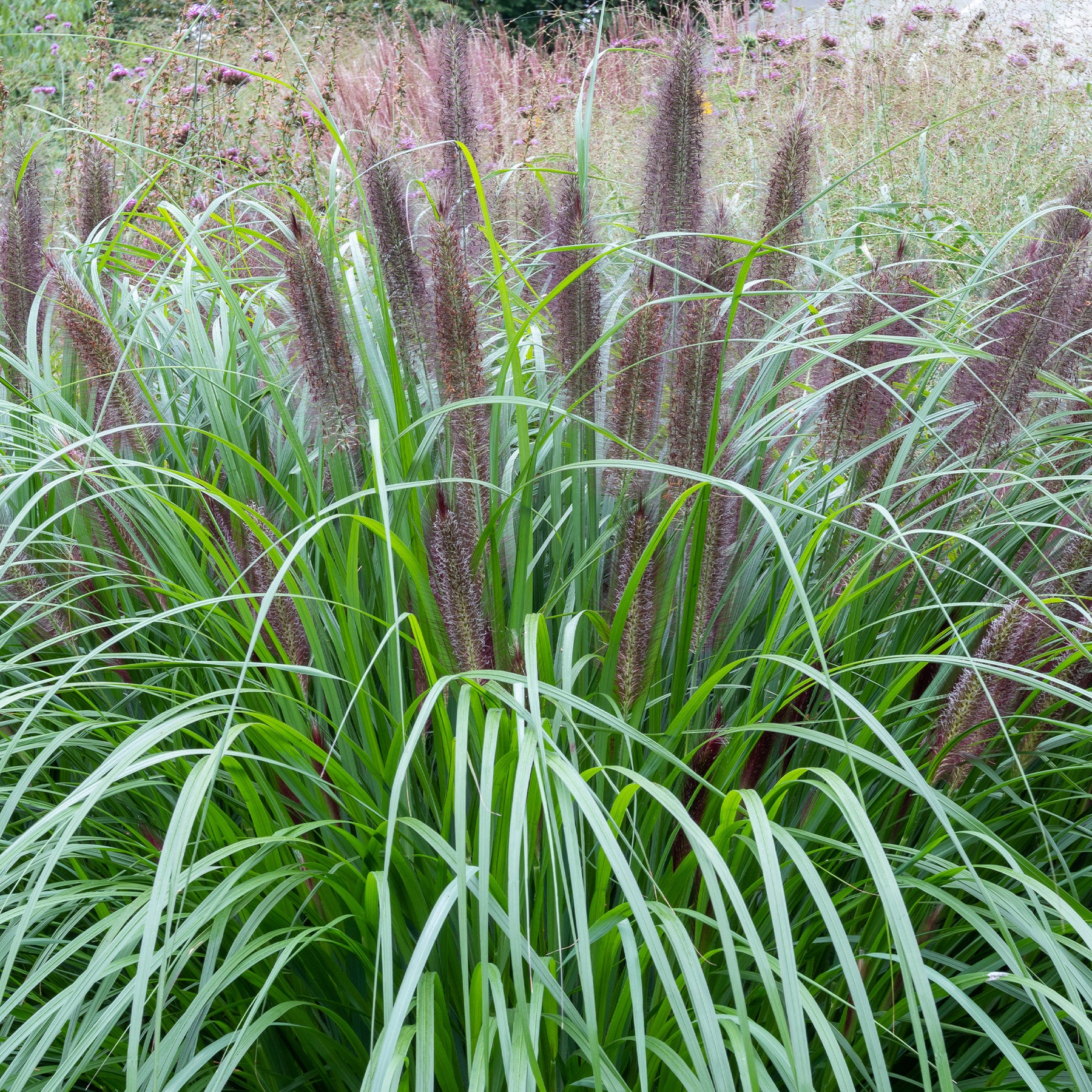Herbe aux écouvillons Black Beauty - Pennisetum - Willemse