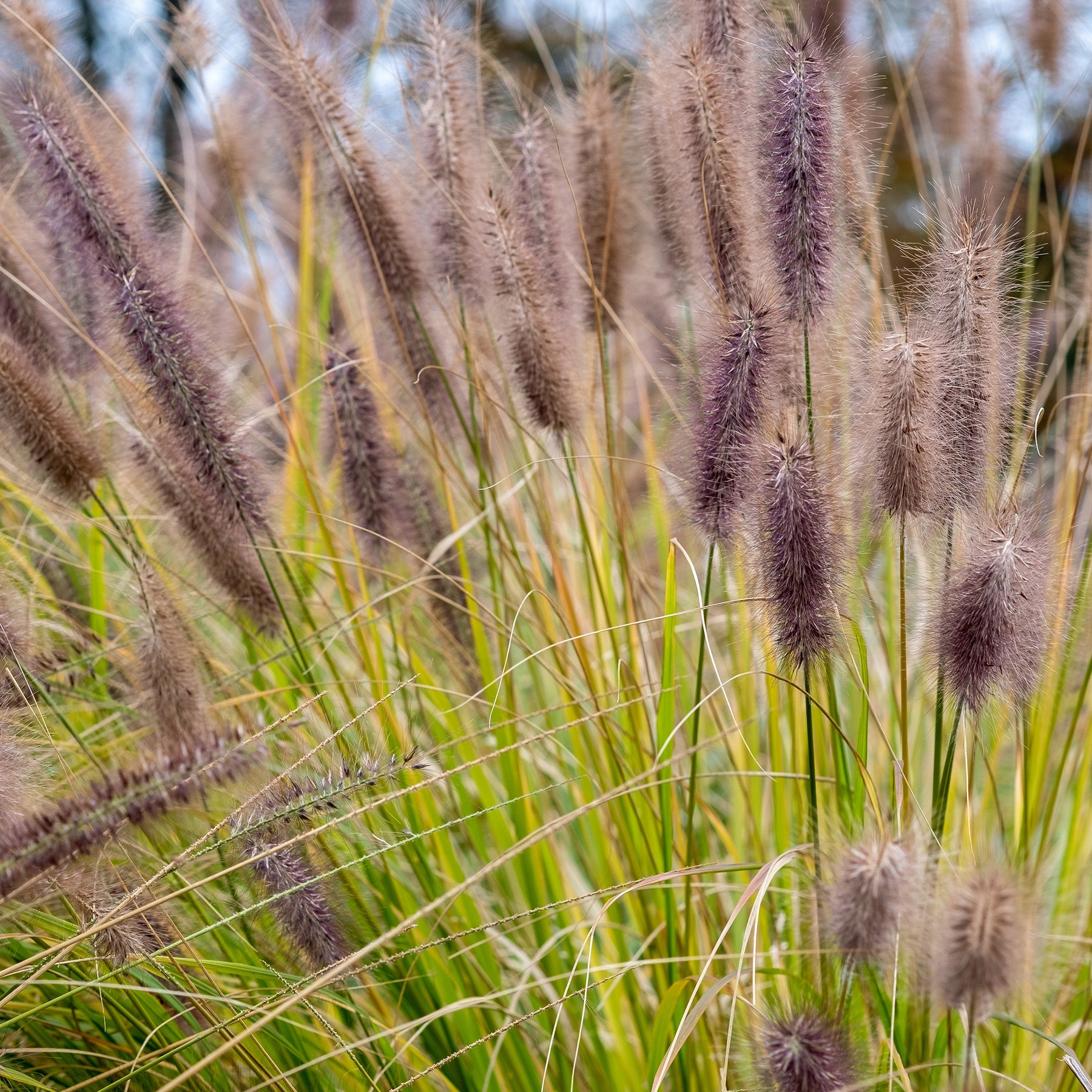 Pennisetum - Herbe aux écouvillons Black Beauty - Pennisetum - Pennisetum alopecuroides Black Beauty
