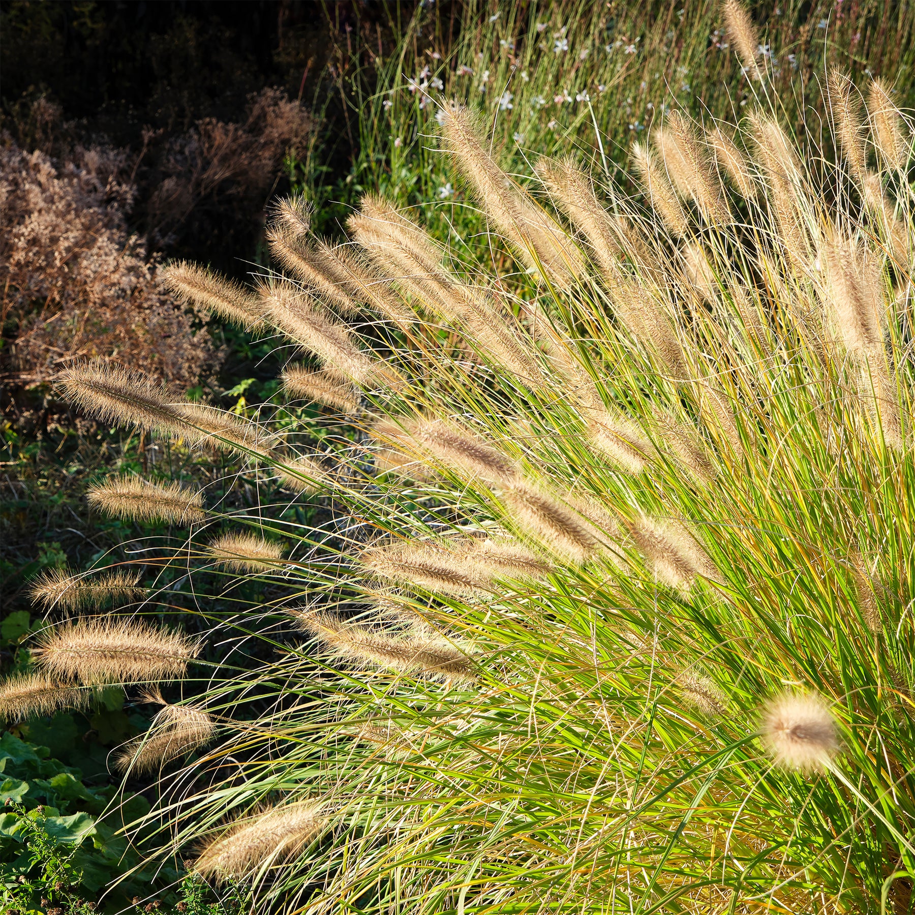 Pennisetum alopecuroides (compressum) - Herbe aux écouvillons - Pennisetum - Pennisetum