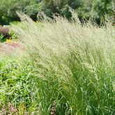 Spodiopogon sibiricus - Willemse