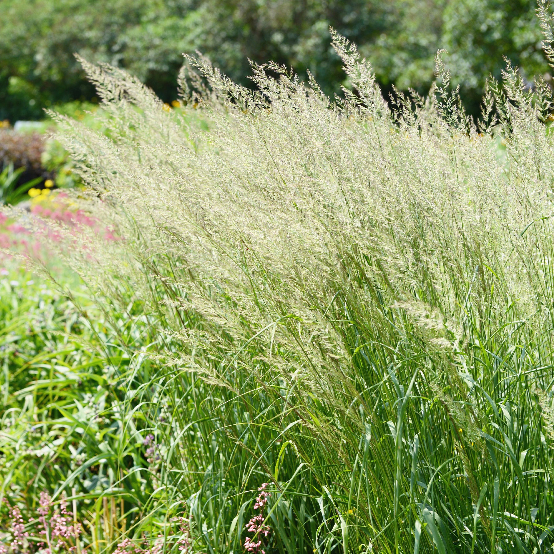 Spodiopogon sibiricus - Willemse