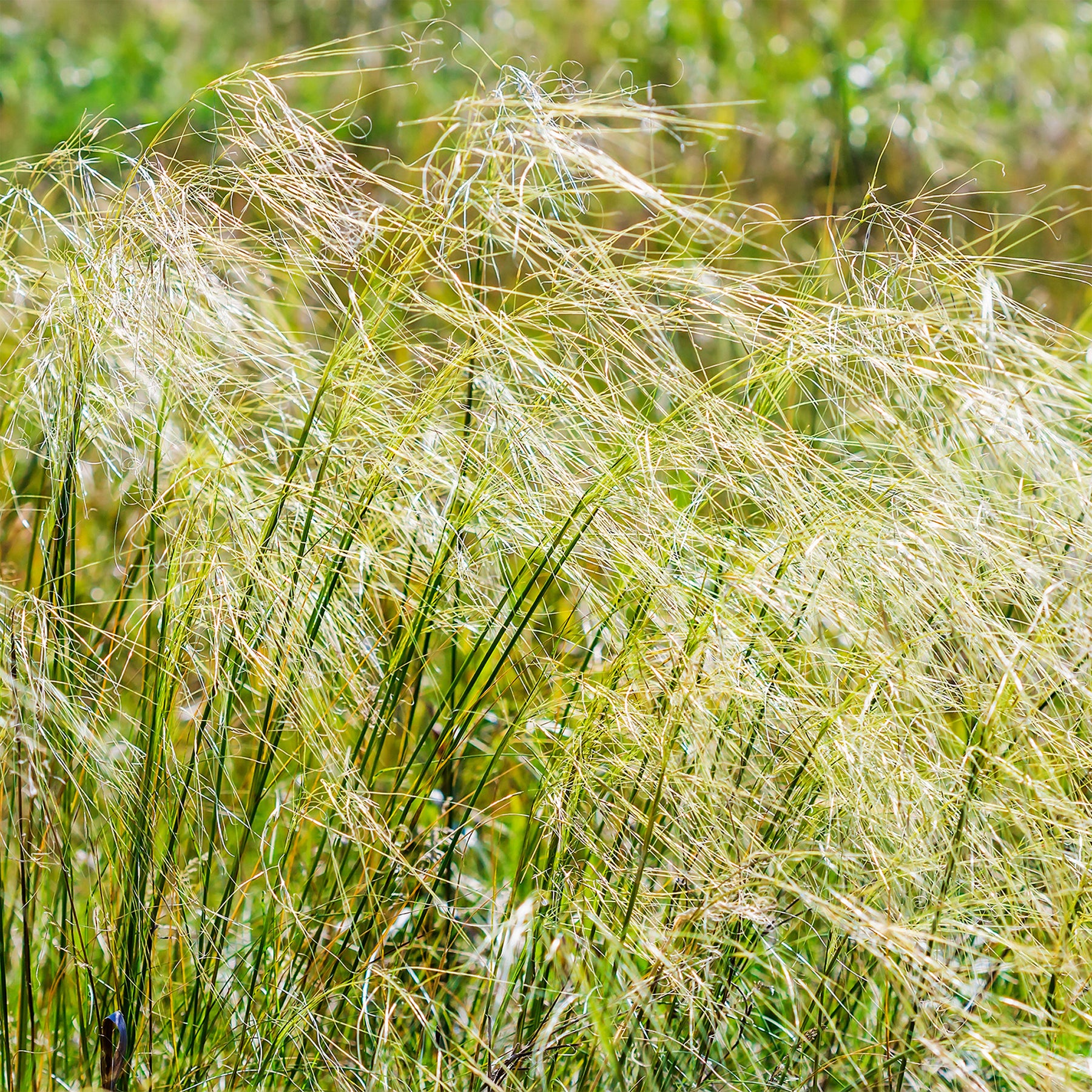 Graminées - Stipe chevelu - Stipa capillata