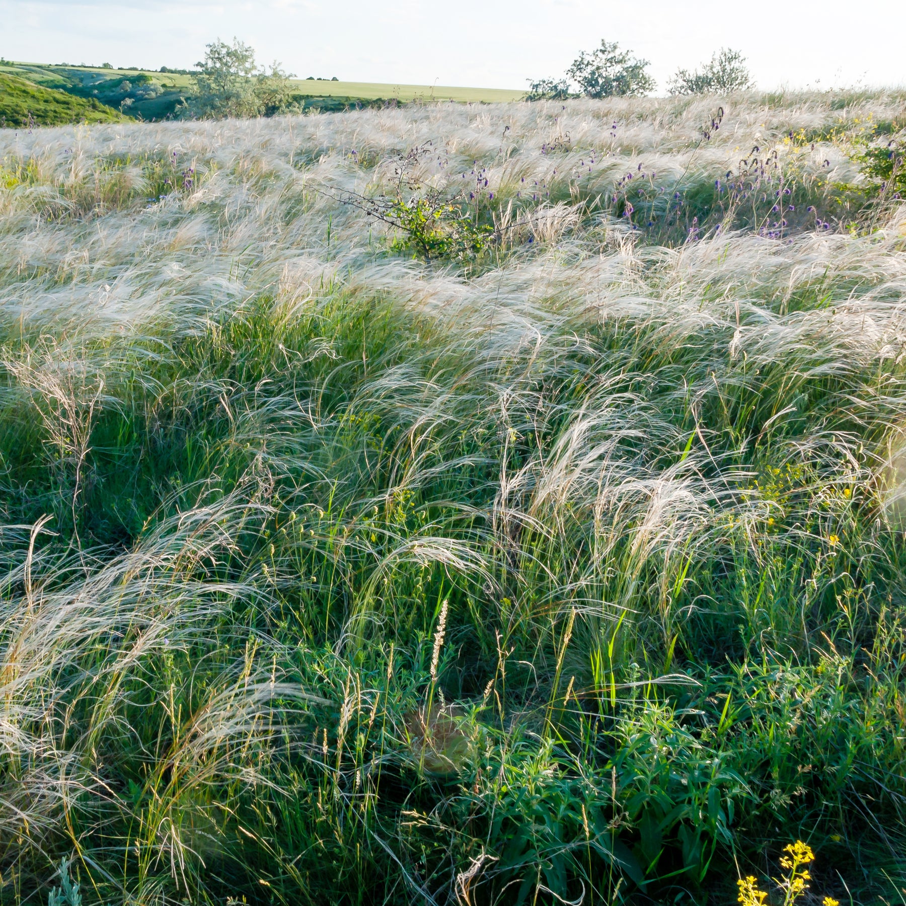 Stipa capillata - Stipe chevelu - Graminées