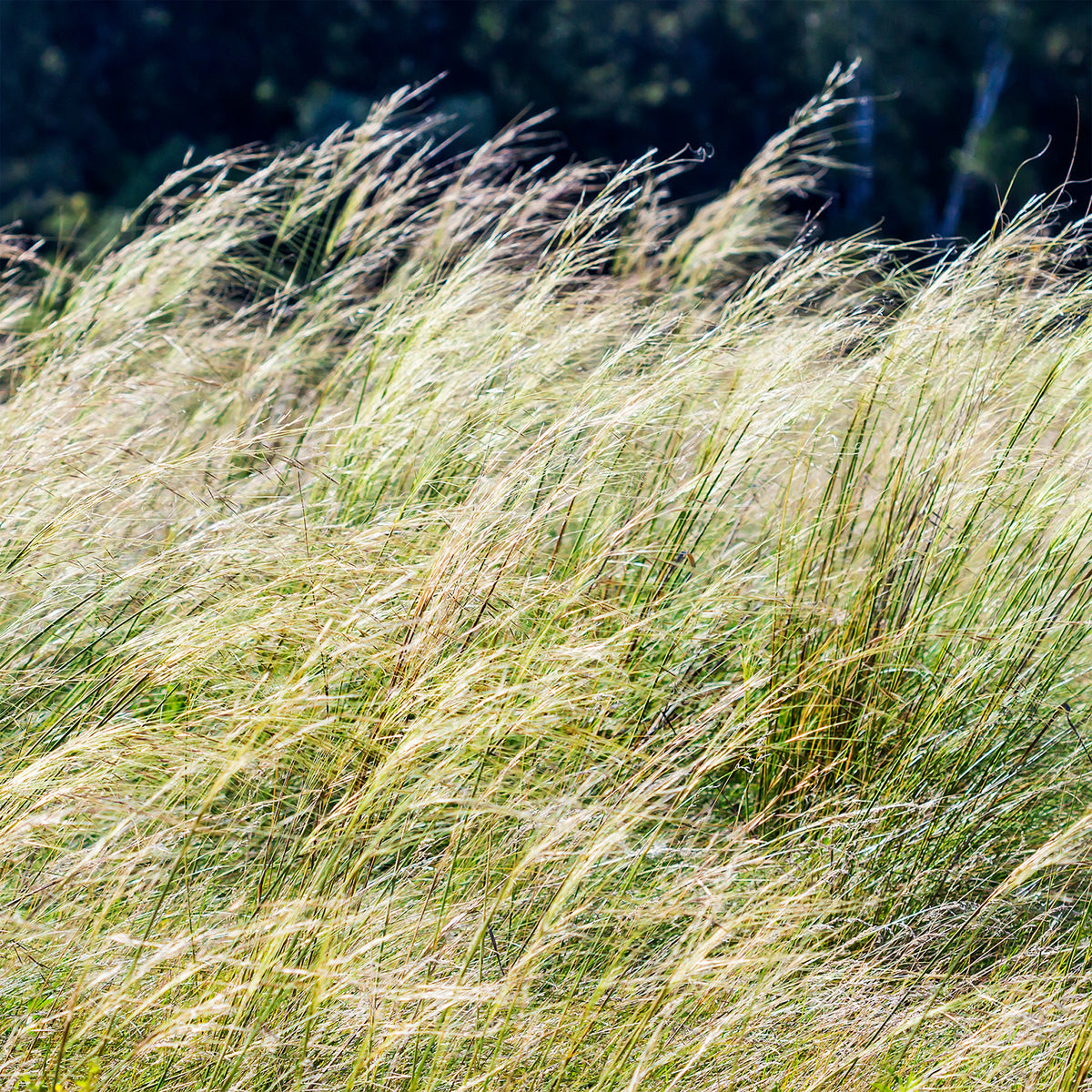 Stipe chevelu - Stipa capillata - Willemse