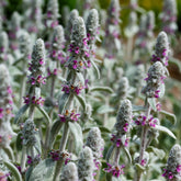 Oreille de Lapin Silver Carpet - Epiaire de byzance - Willemse