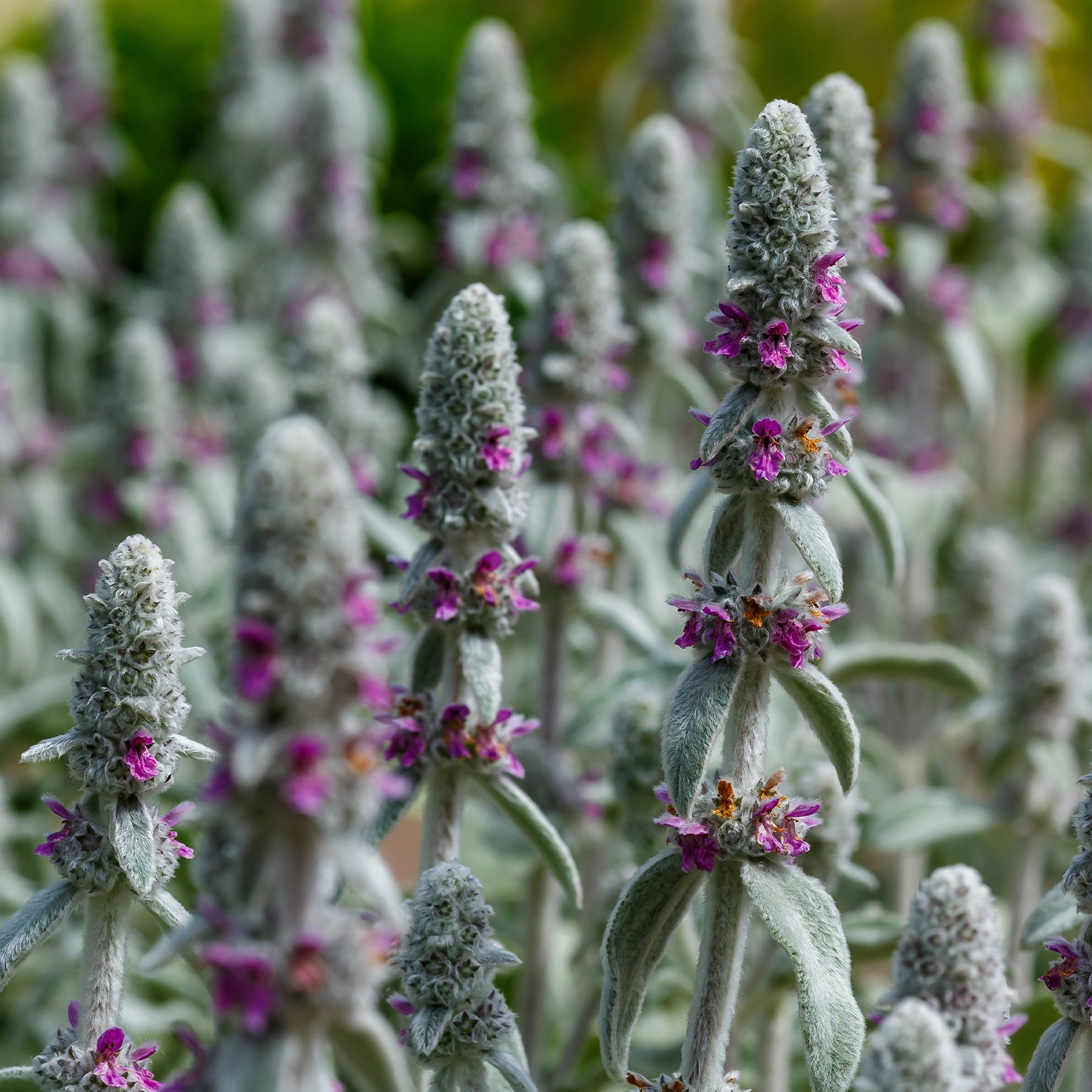 Stachys byzantina silver carpet - Oreille de Lapin Silver Carpet - Epiaire de byzance - Épiaire - Stachys