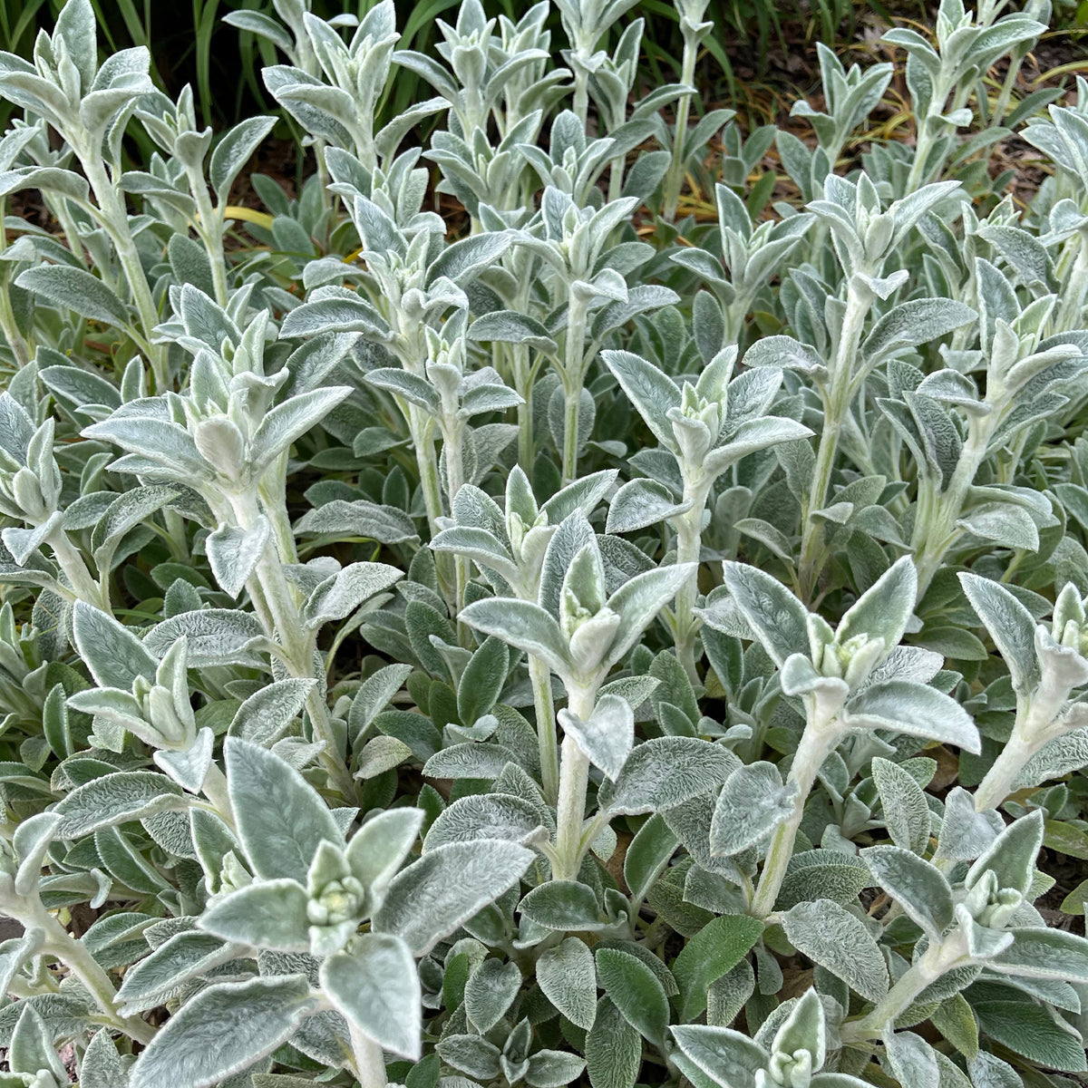 Oreille de Lapin Silver Carpet - Epiaire de byzance - Stachys byzantina silver carpet - Willemse