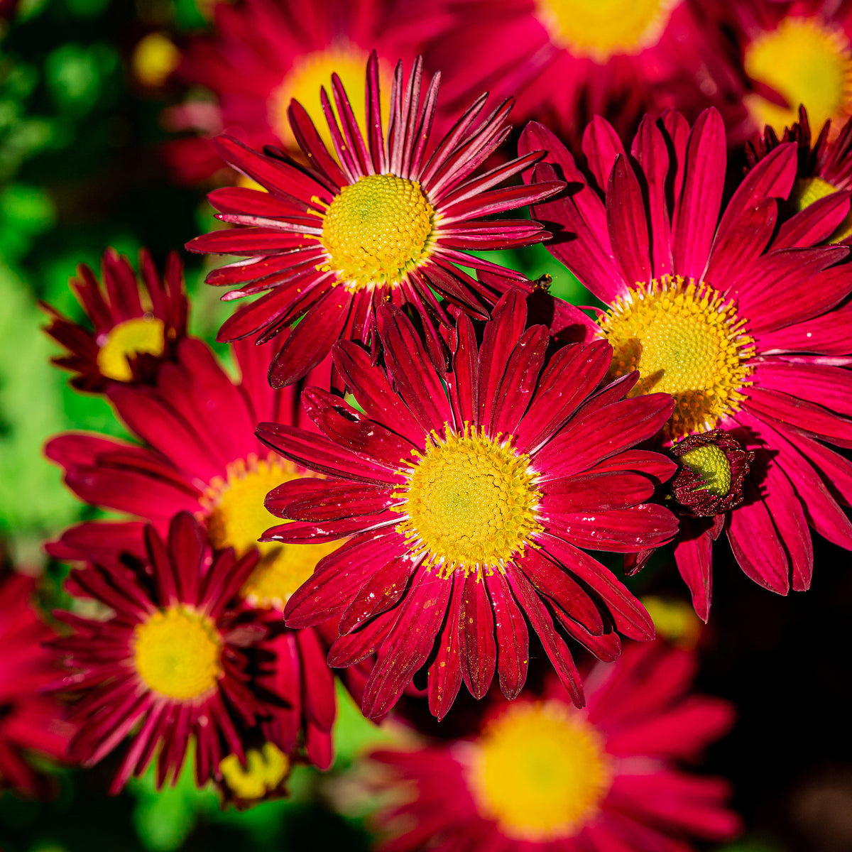 Pyrèthre Robinsons Red - Tanacetum coccineum Robinson's Red - Willemse
