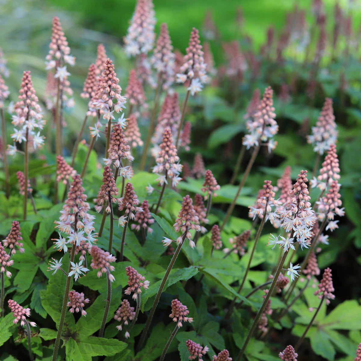 Tiarelle Spring Symphony - Tiarella Spring Symphony - Willemse