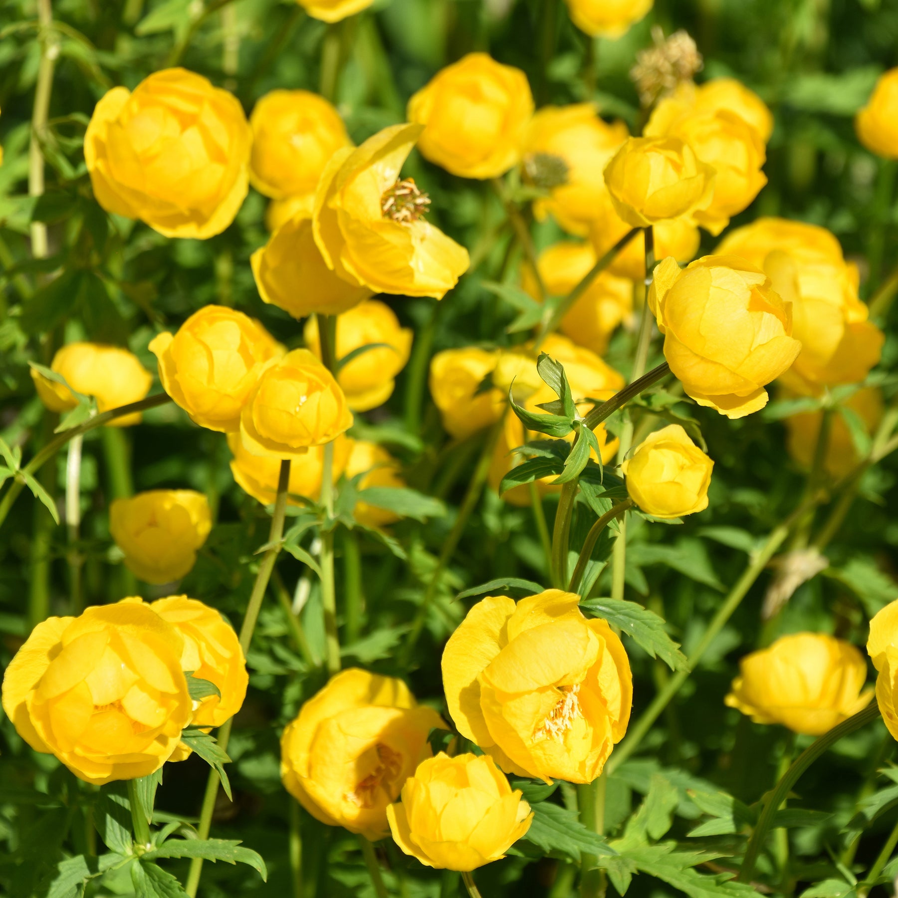 Trolle d'Europe - Willemse