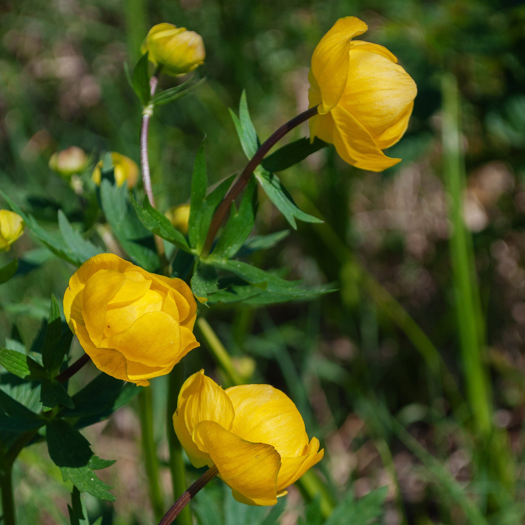 Trollius europaeus - Trolle d'Europe - Fleurs vivaces