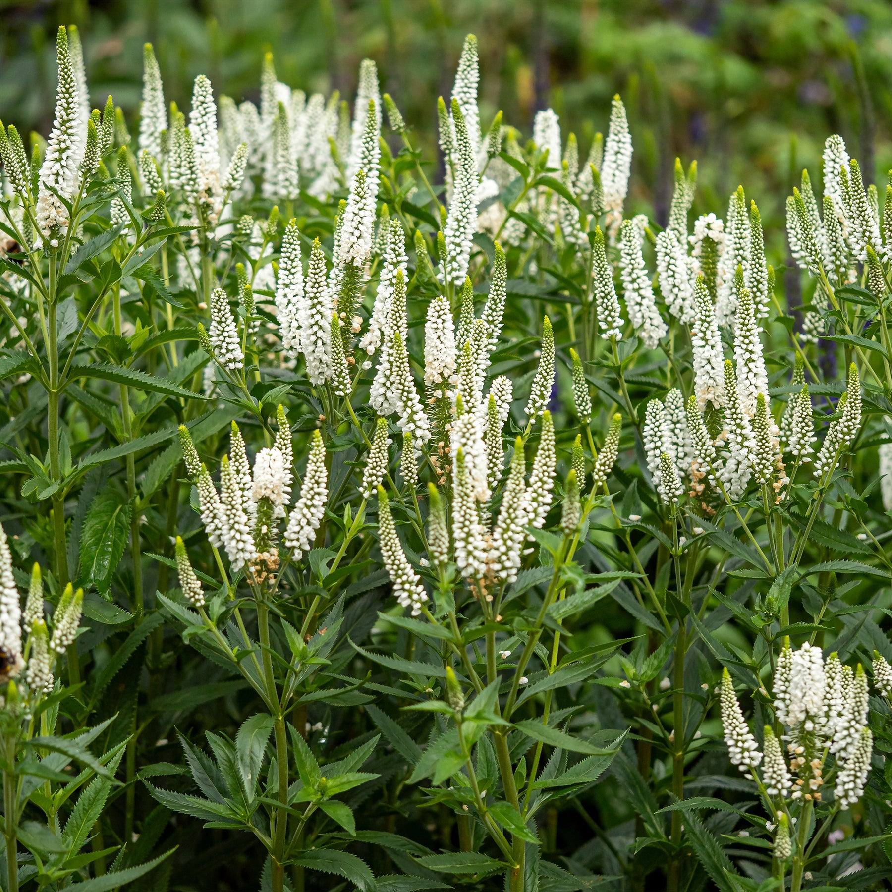 Véronique First Lady - Willemse
