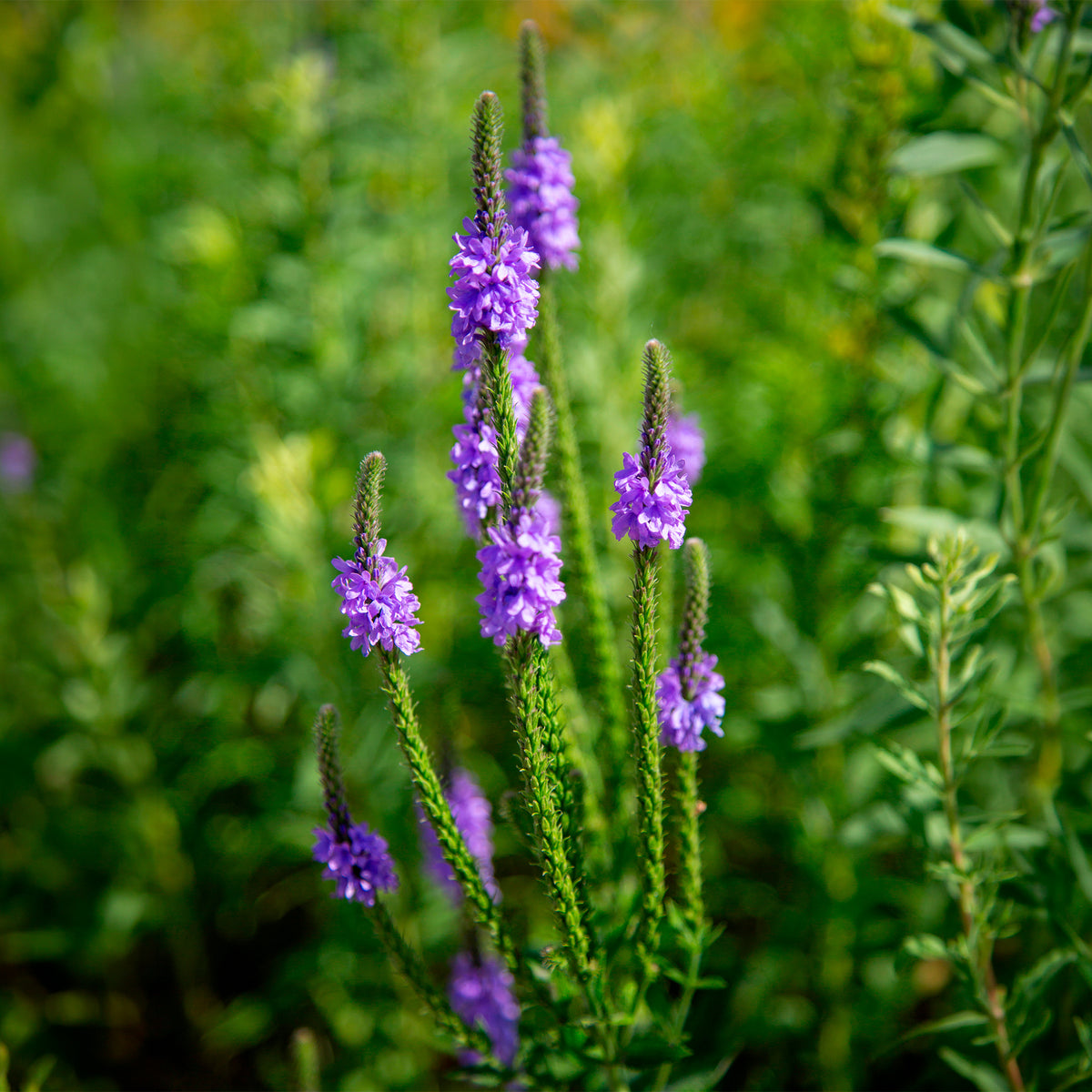Verveine hastée