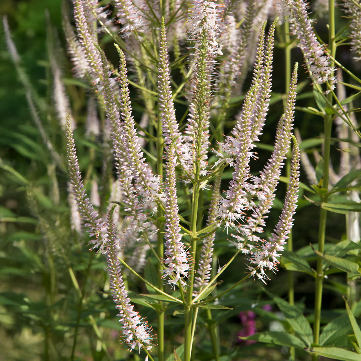 Véronique de Virginie Roseum - Willemse