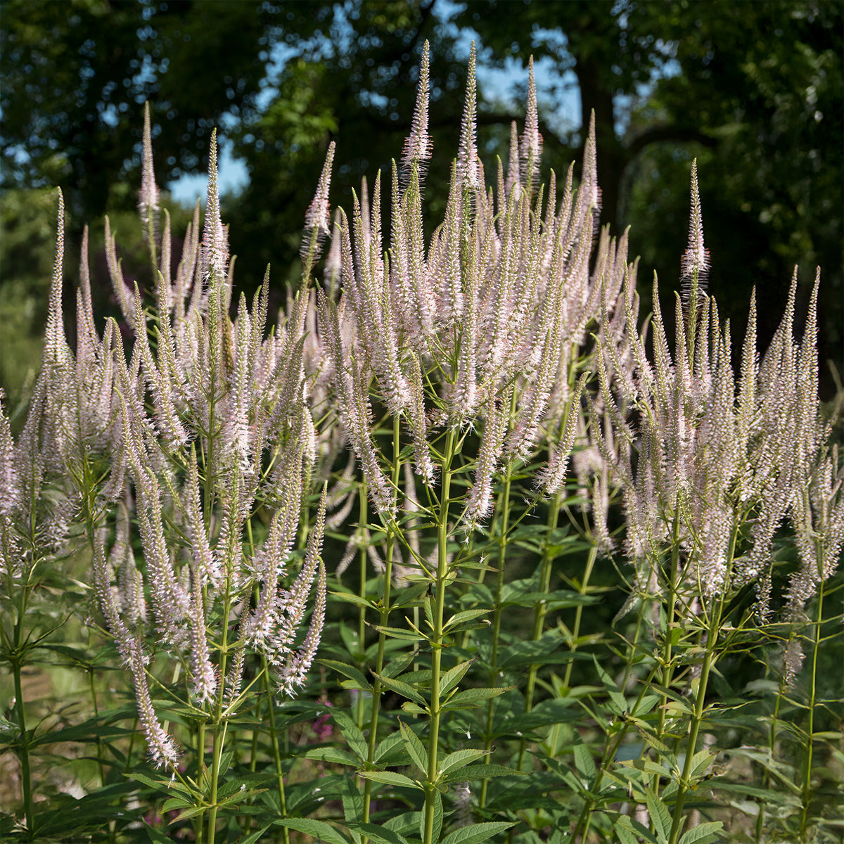 Véronique de Virginie Roseum - Veronicastrum virginicum roseum - Willemse