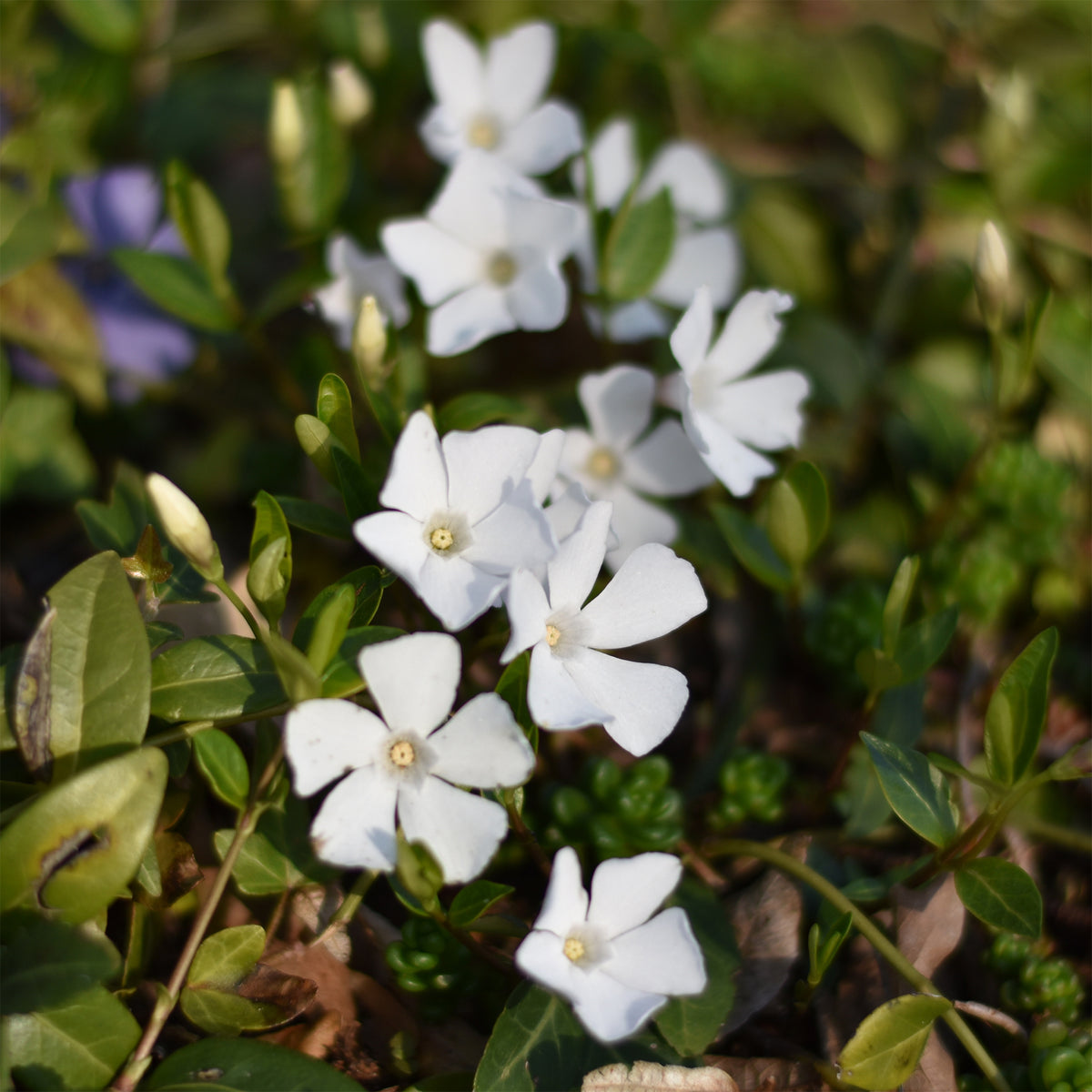 Petite pervenche blanche - Vinca minor alba - Willemse