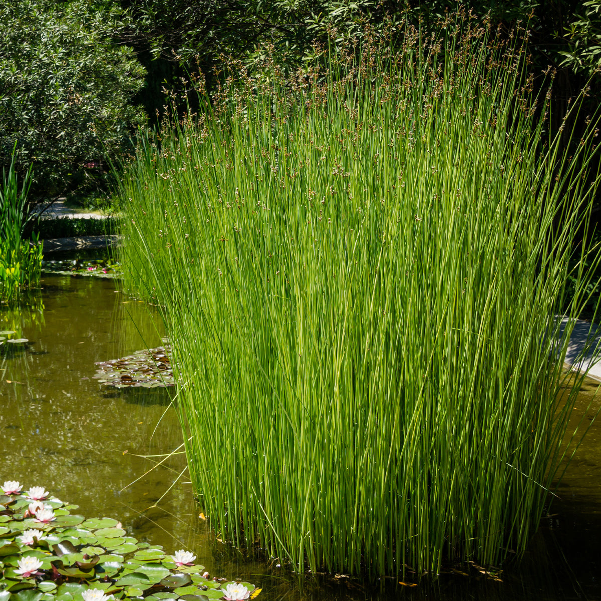 Jonc des chaisiers - Jonc des tonneliers - Scirpe aigu - Willemse