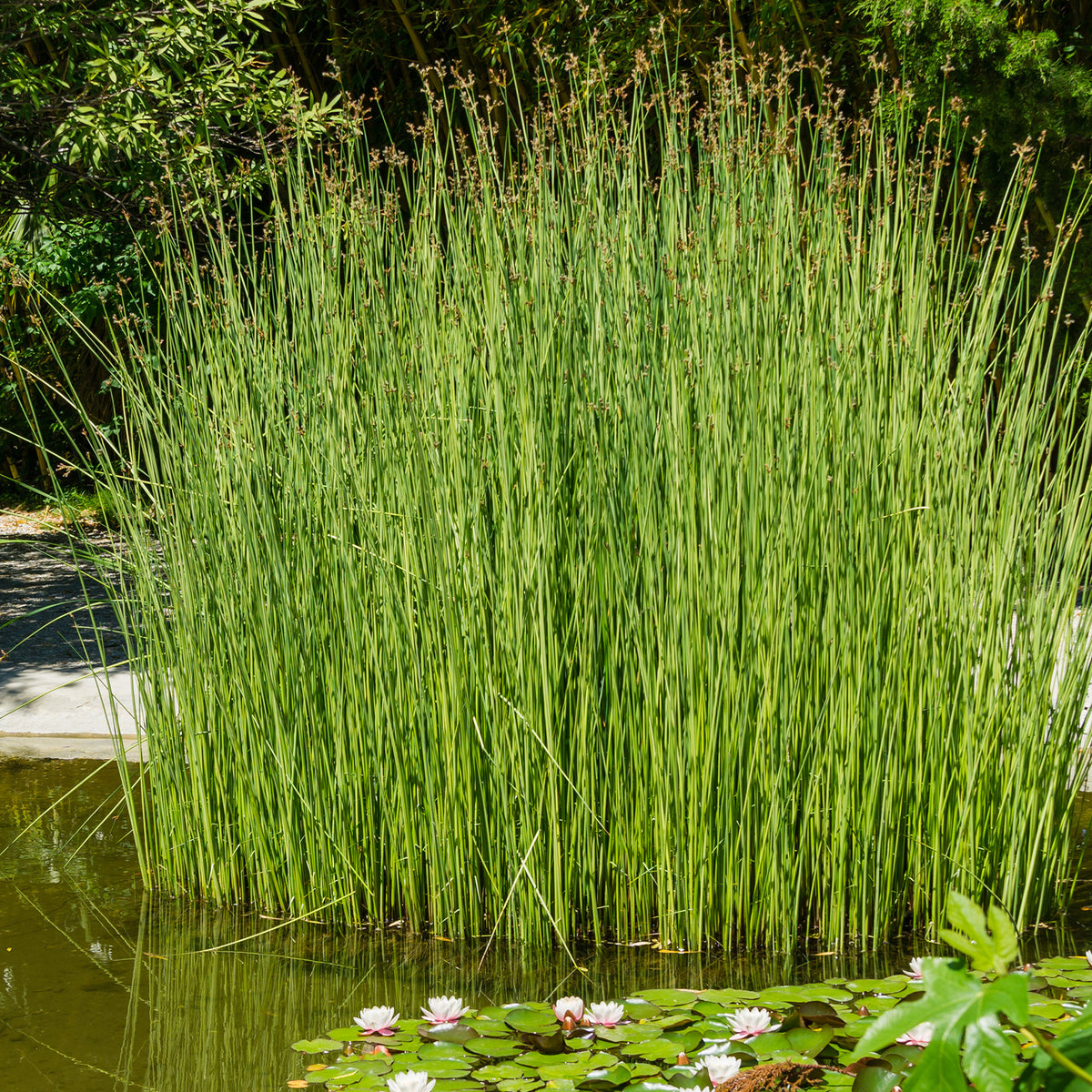 Jonc des chaisiers - Jonc des tonneliers - Scirpe aigu - Schoenoplectus lacustris - Willemse