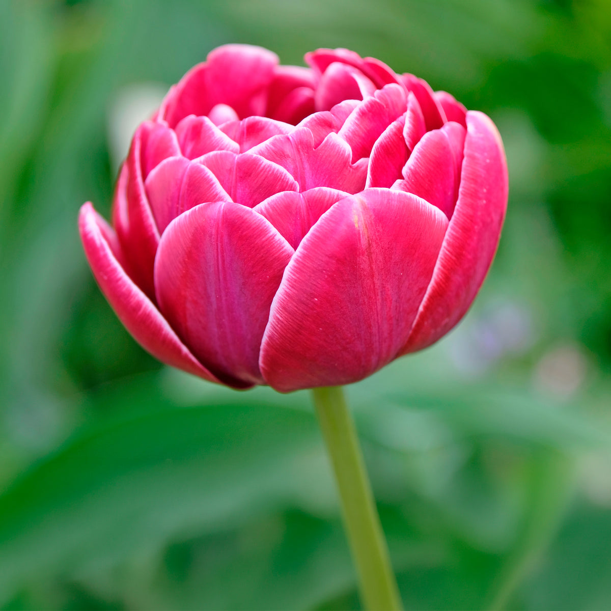 8 Tulipes à fleurs de pivoine Dream Touch