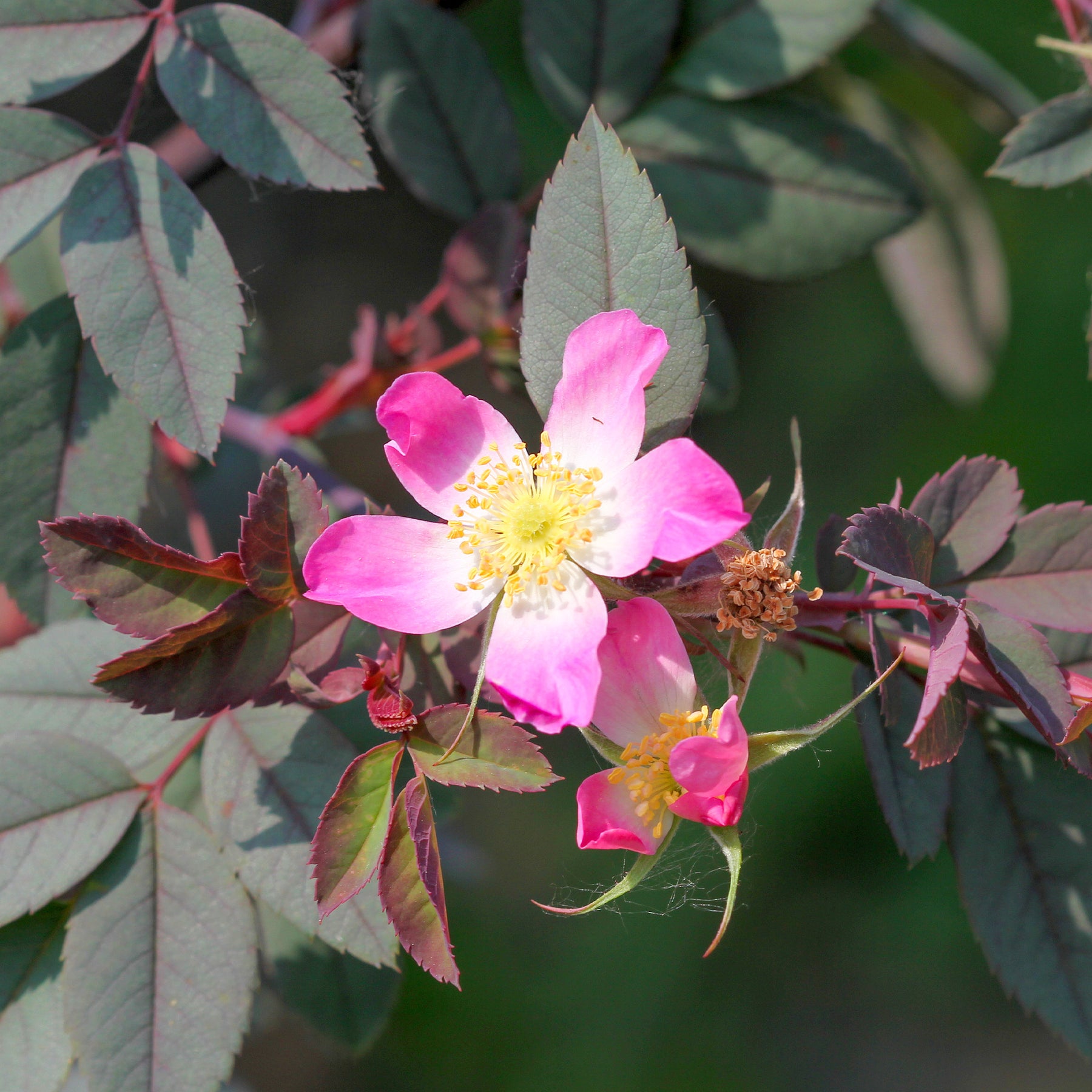 Rosier Glauca - Willemse