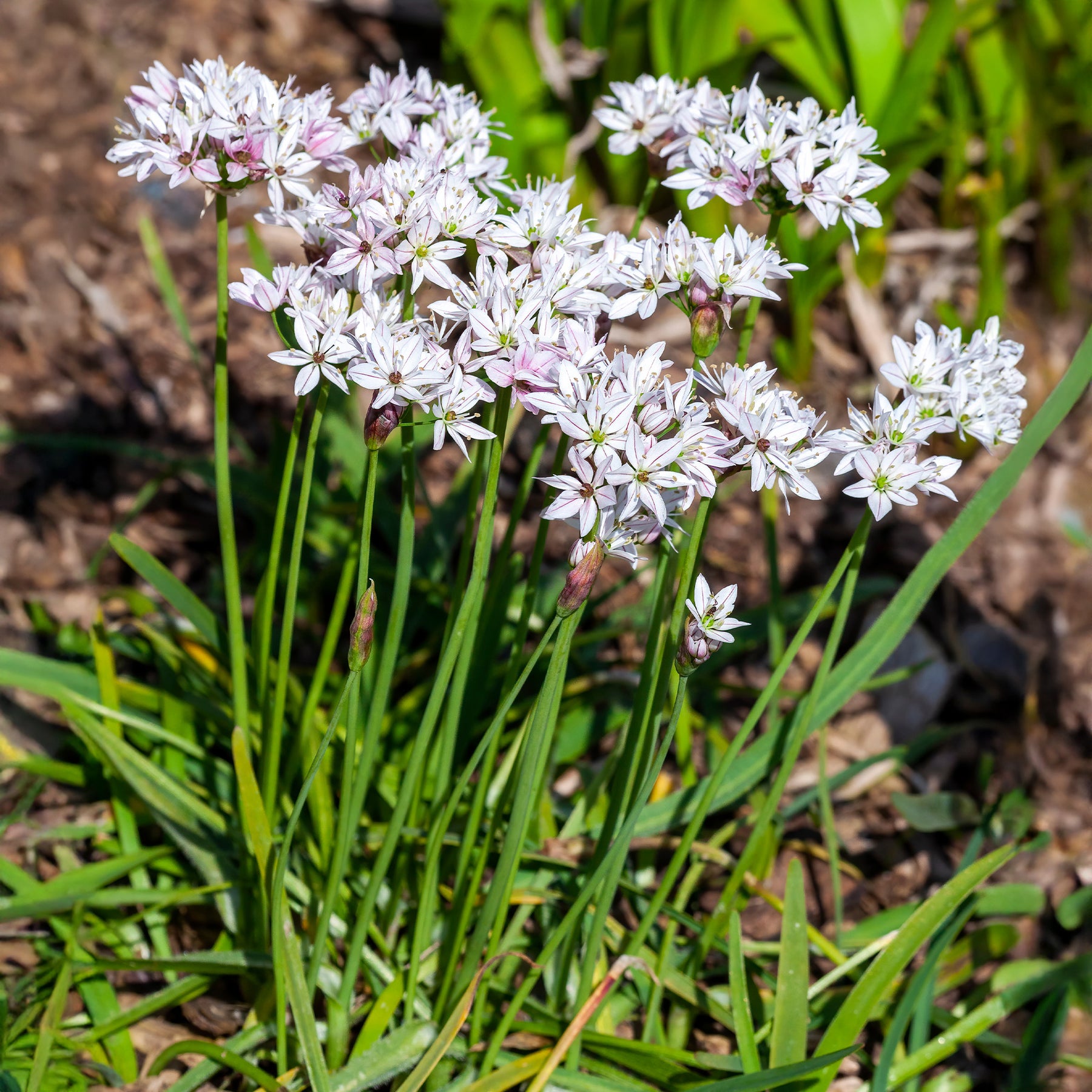Allium cameleon - 25 Alliums Caméléon - Allium