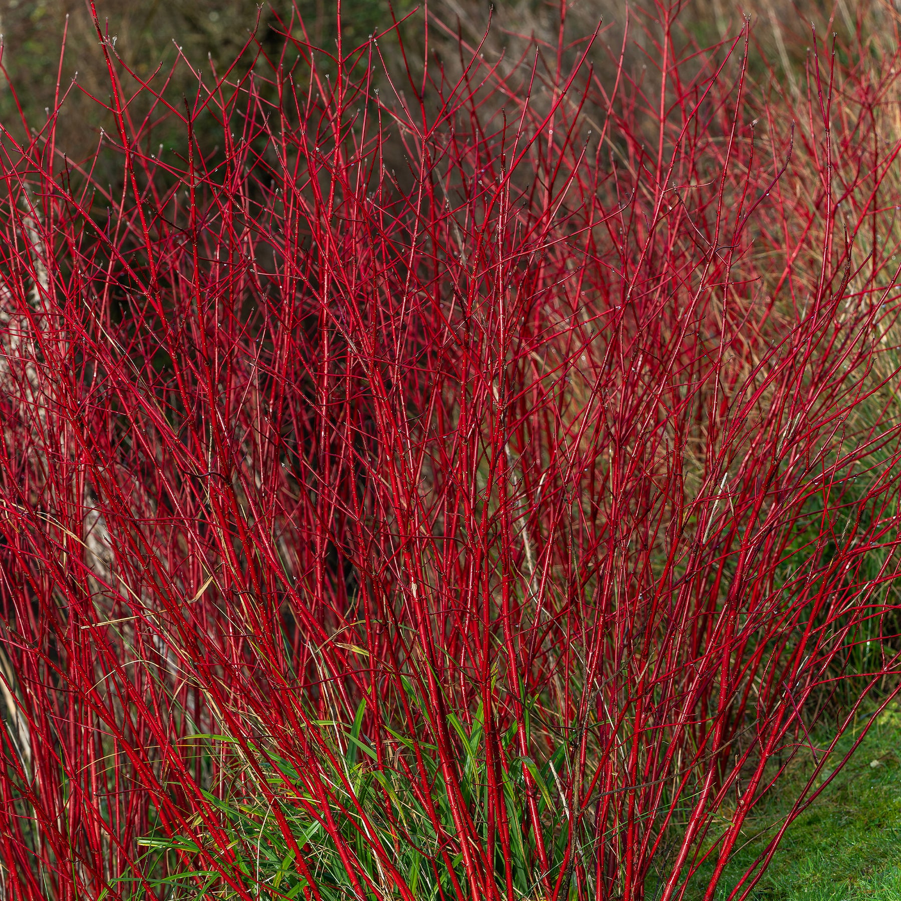 Cornus alba Sibirica - Cornouiller à bois rouge Sibirica - Cornouillers
