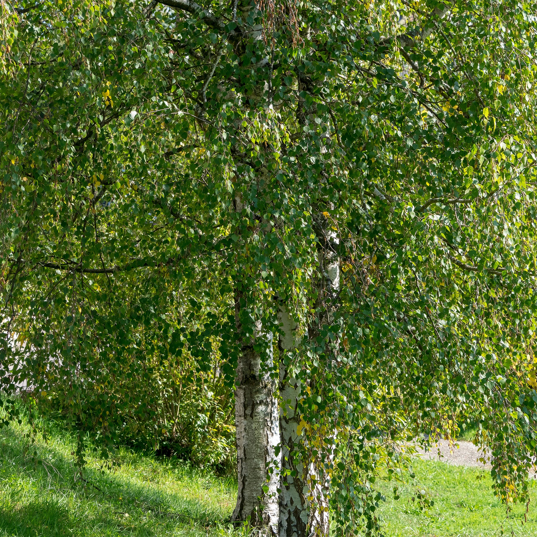 Vente Bouleau commun