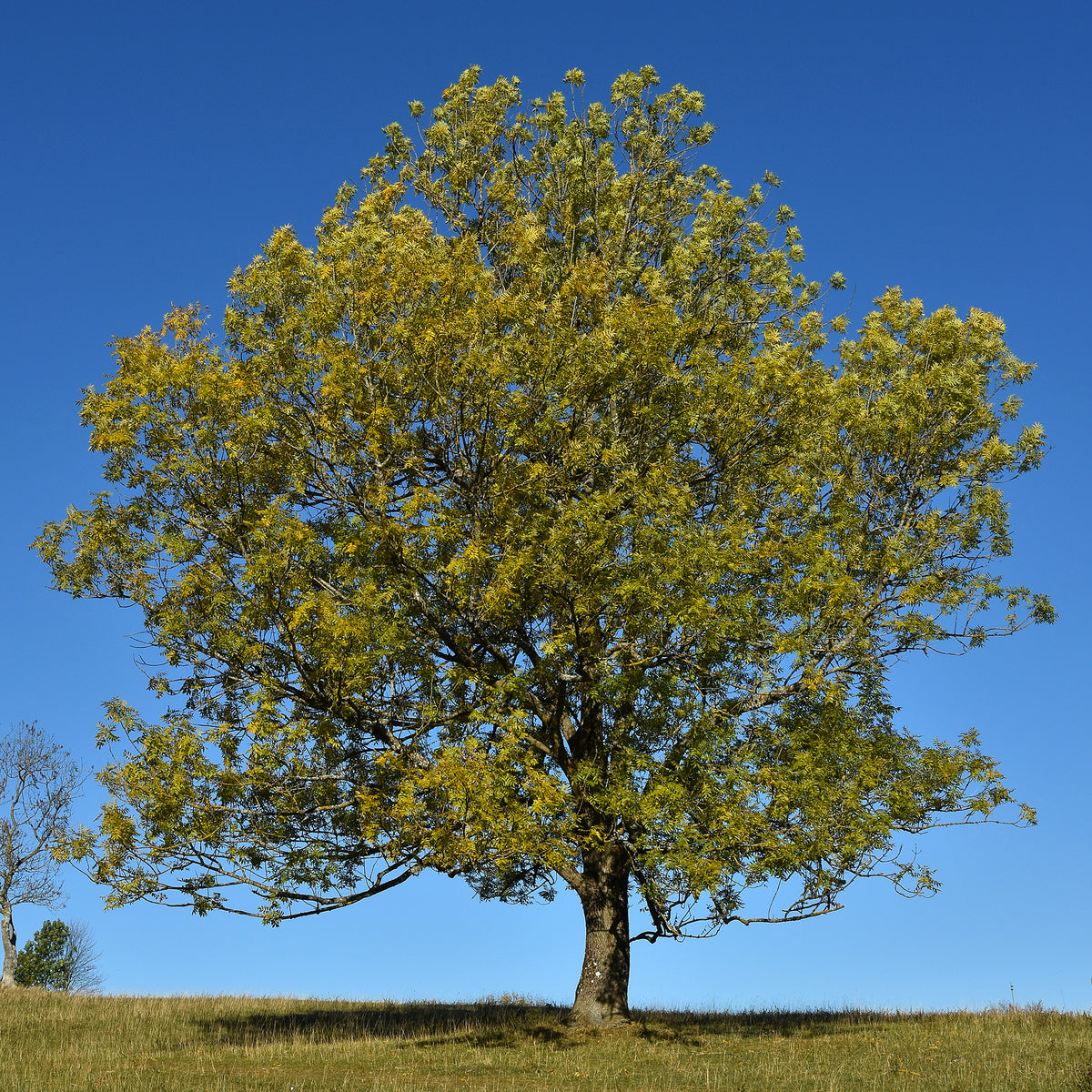 Frêne élevé - Willemse