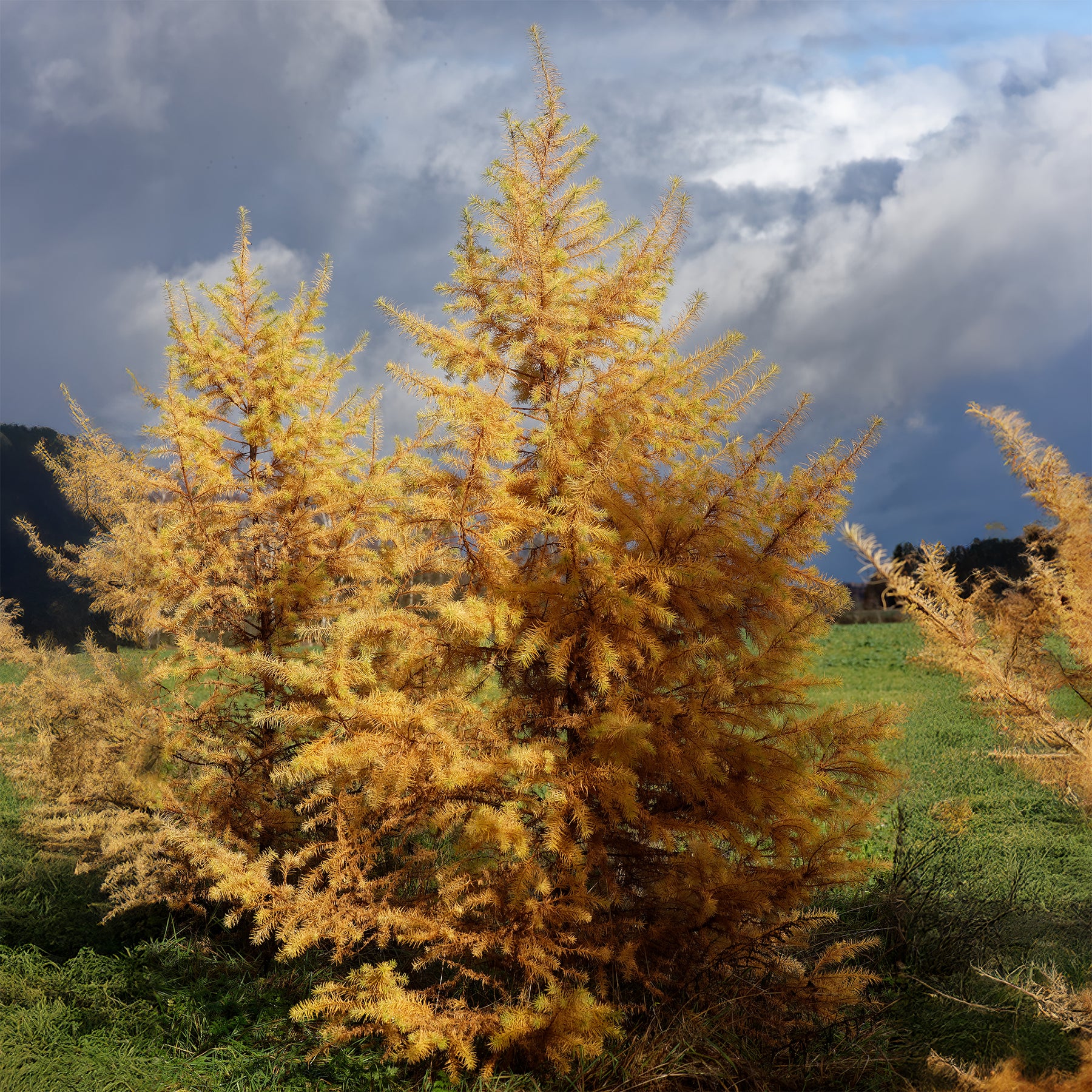 Mélèze du Japon - Larix kaempferi - Willemse