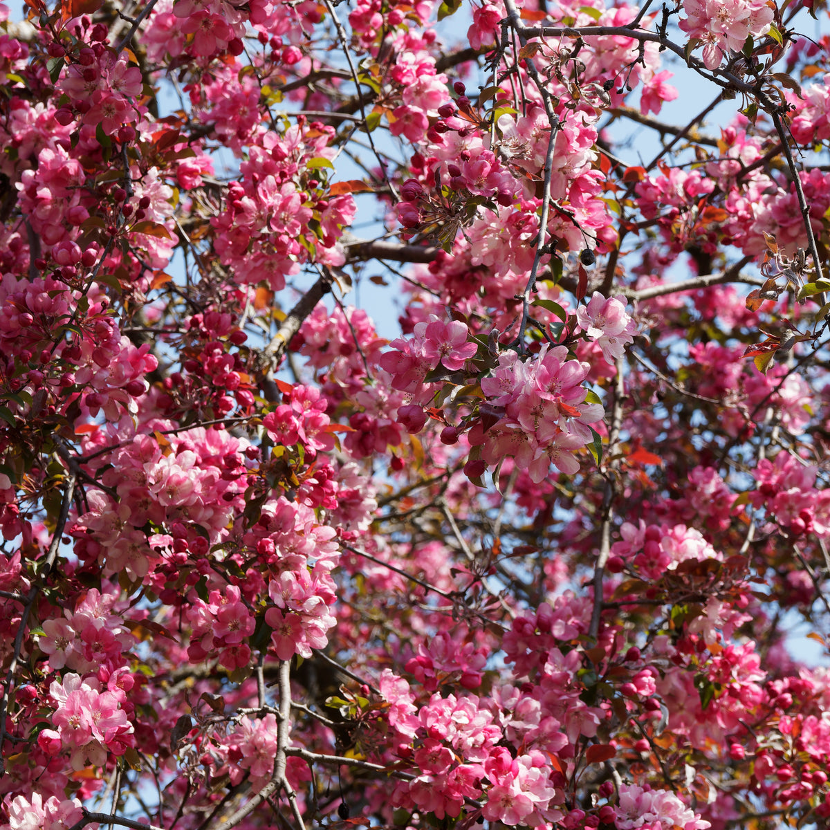 Pommier d'ornement Liset - Malus 'liset' - Willemse