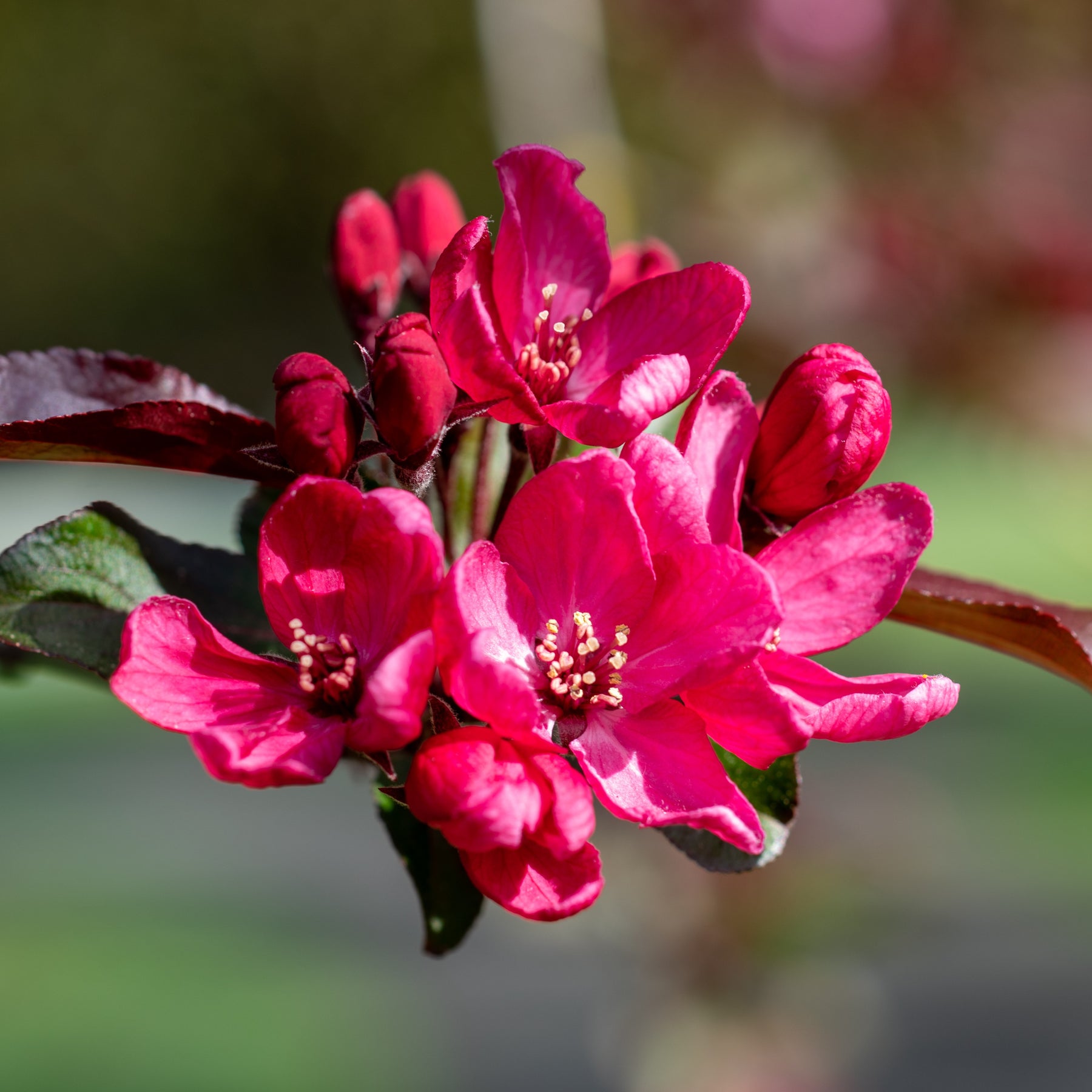 Pommier à fleurs - Pommier d'ornement Liset - Malus 'liset'