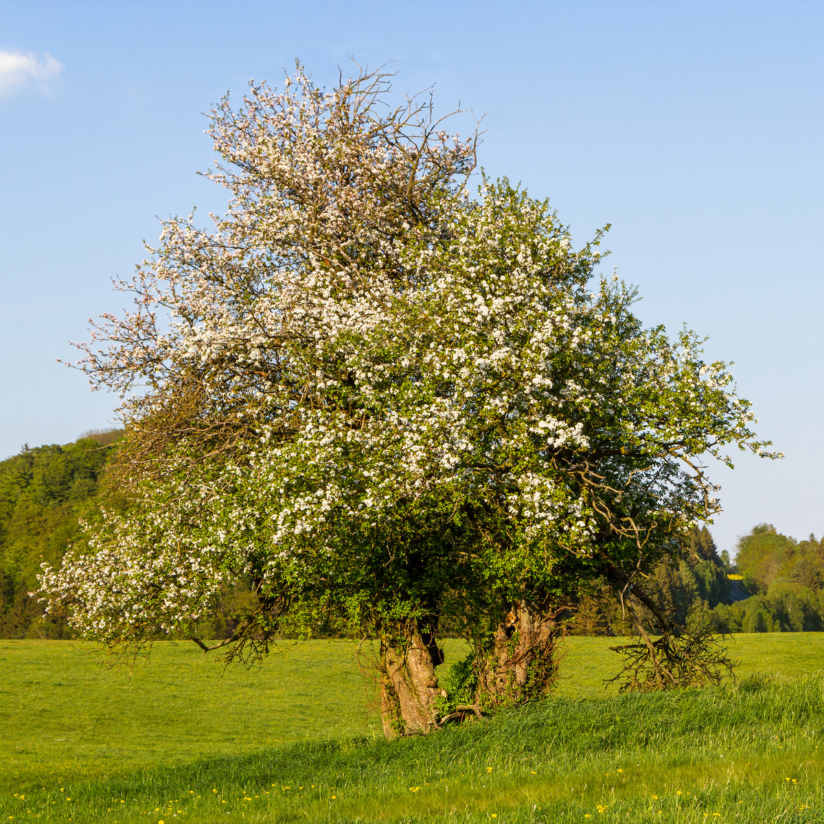 Pommier sauvage - Malus sylvestris - Willemse