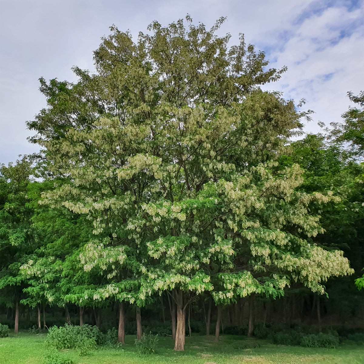 Robinier - Faux-acacia - Willemse