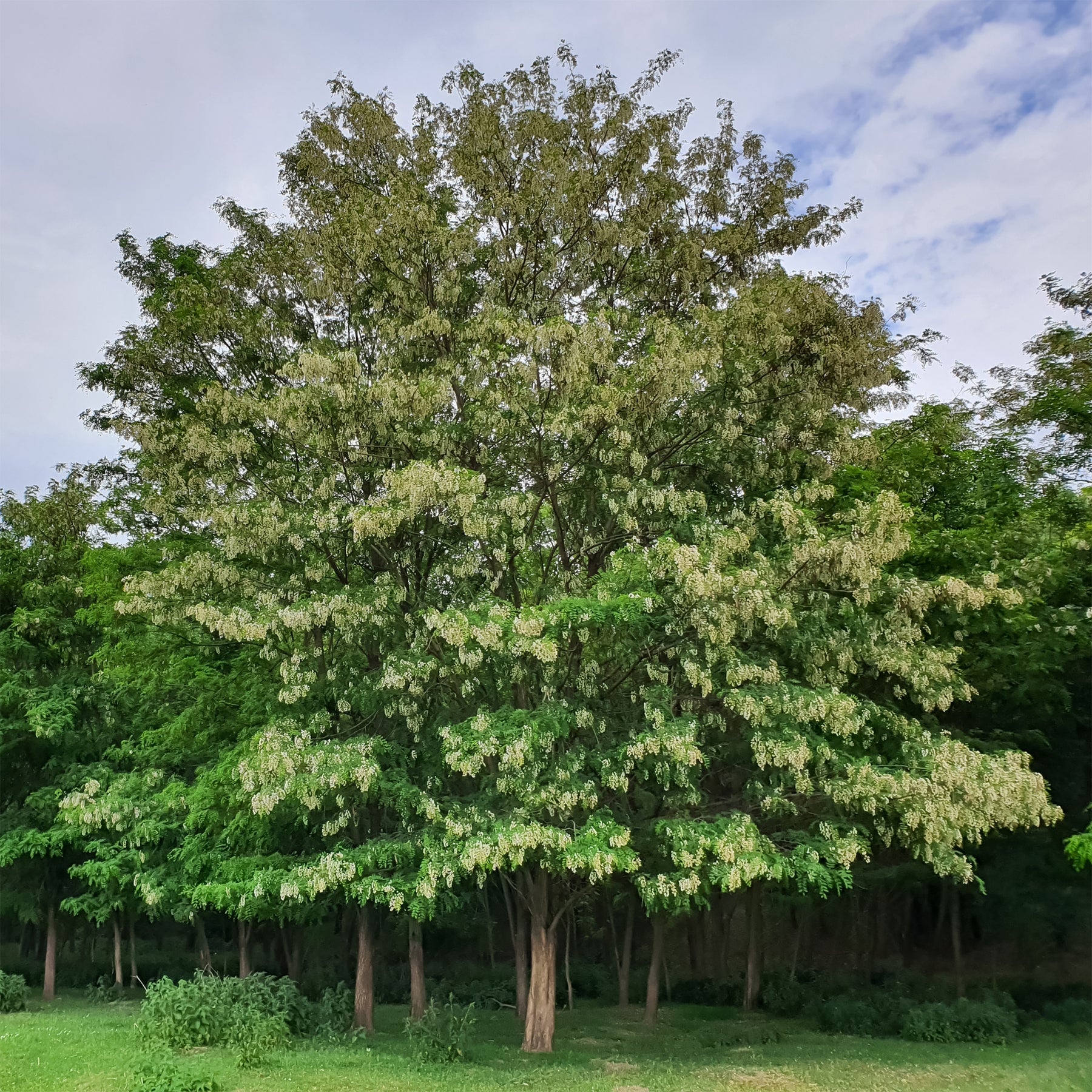 Robinier - Faux-acacia - Willemse