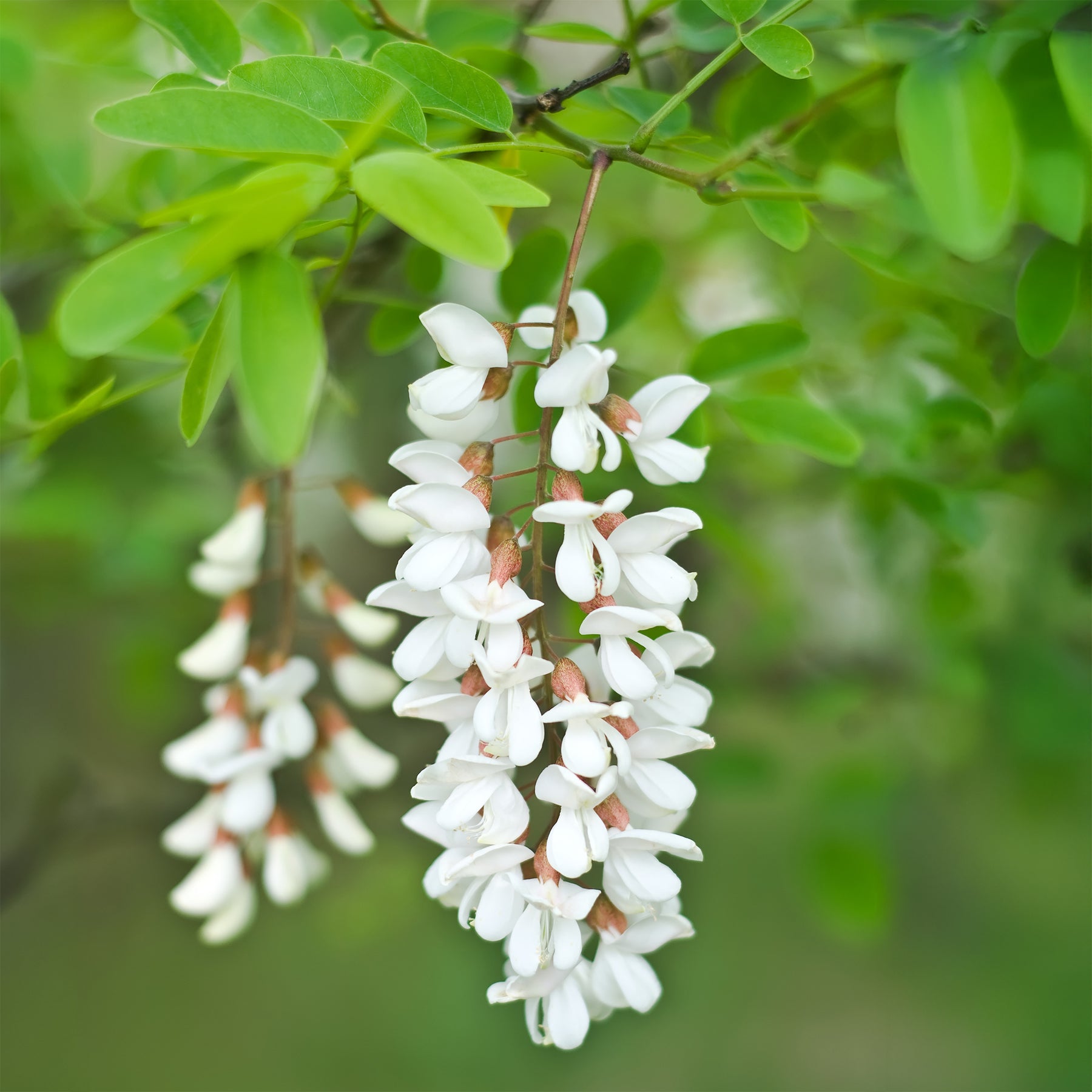 Robinia pseudoacacia - Robinier - Faux-acacia - Acacias
