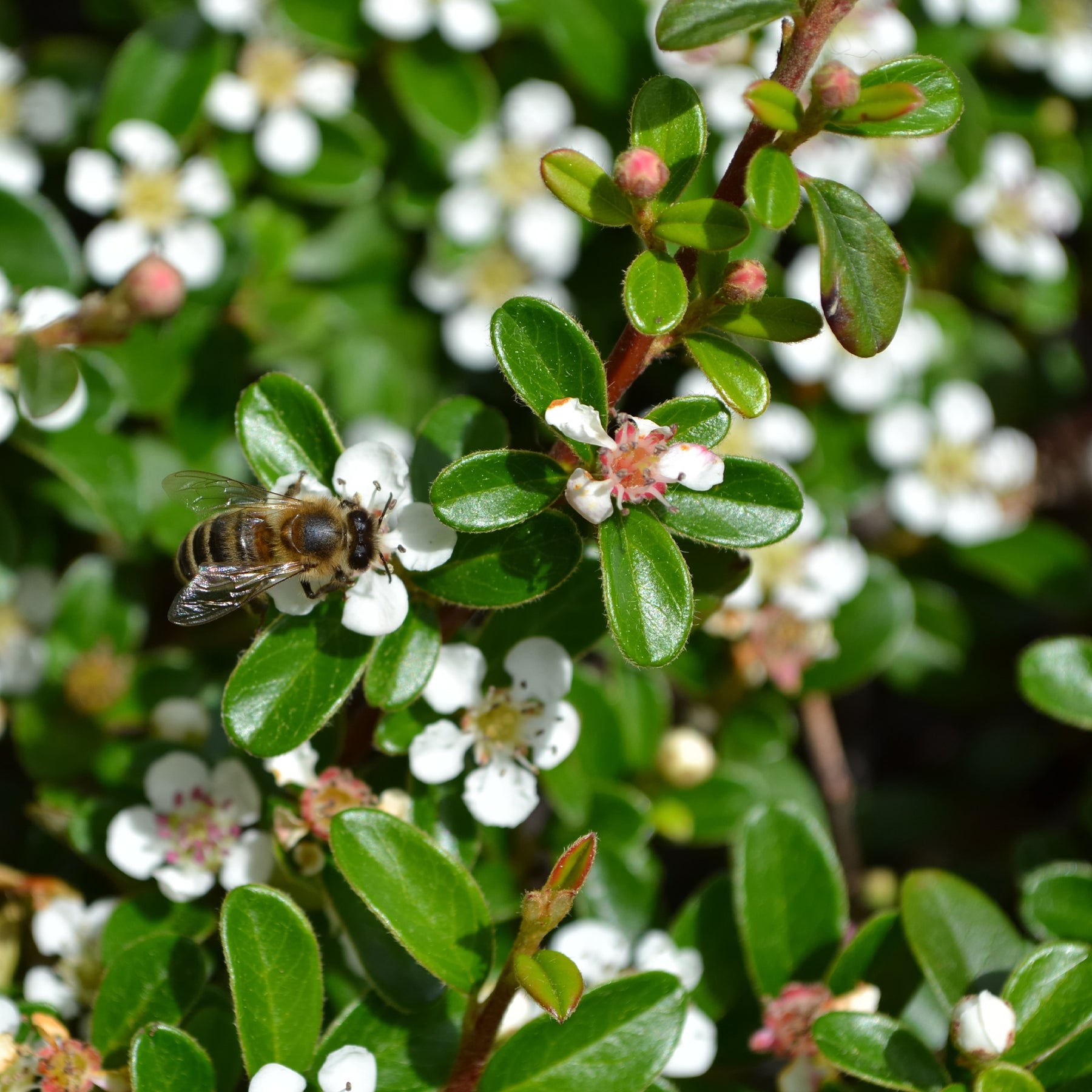 Cotonéaster - Cotoneaster rampant - Cotoneaster horizontalis