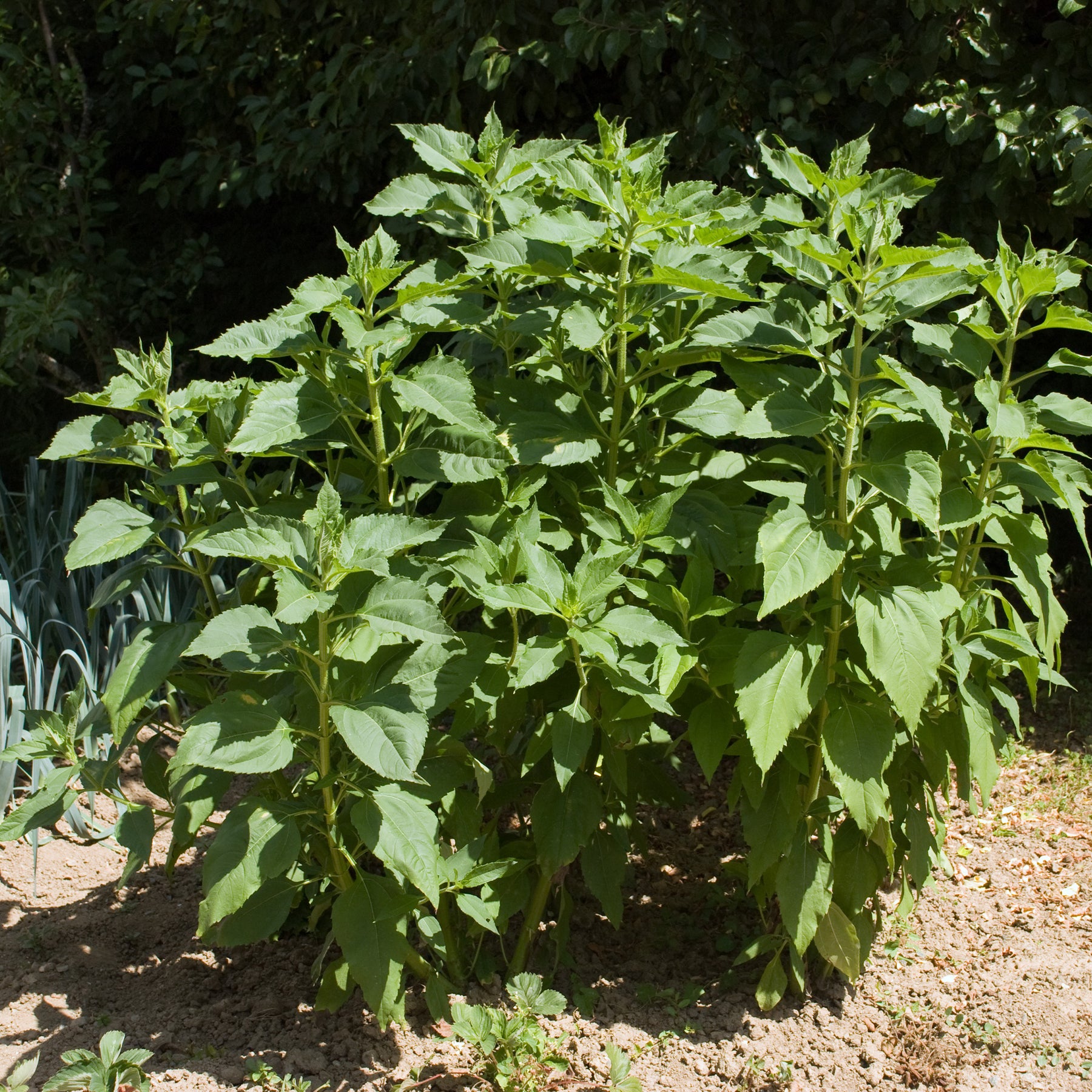 Autres plants potagers - 5 Topinambours Violets - Helianthus tuberosus