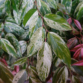Leucothoe walteri Rainbow - Willemse