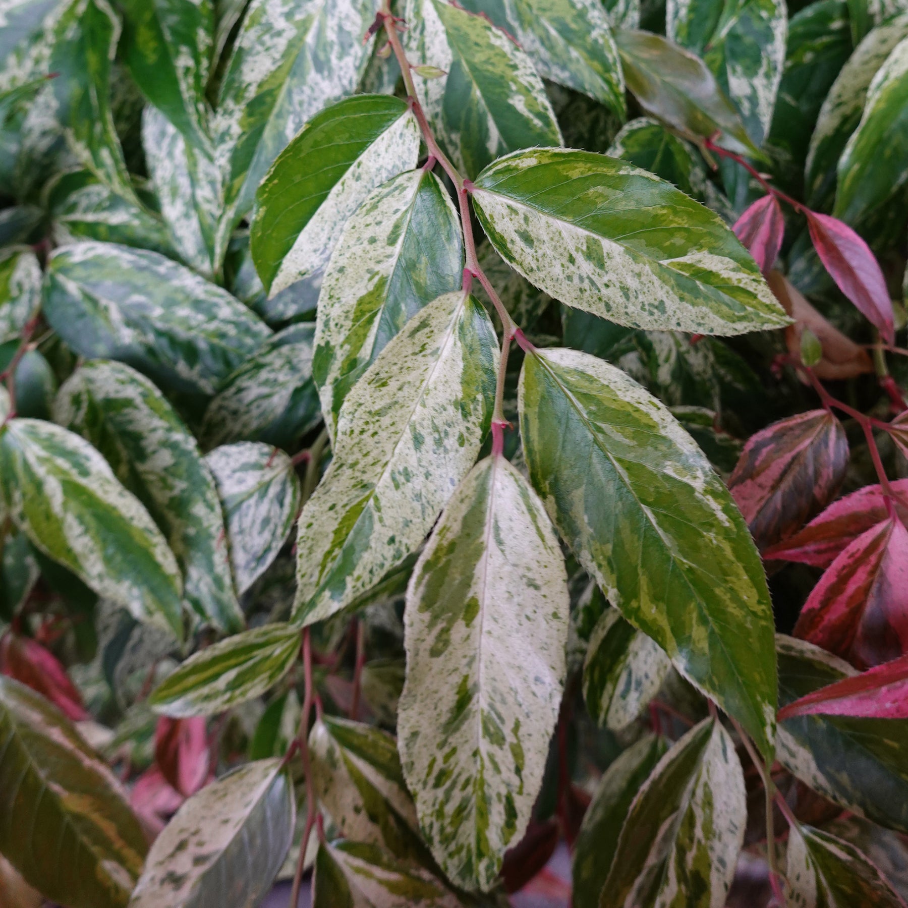 Leucothoe walteri Rainbow - Willemse