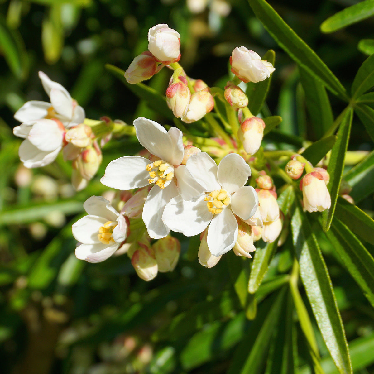 Oranger du Mexique Aztec Pearl - Choisya Aztec Pearl - Willemse