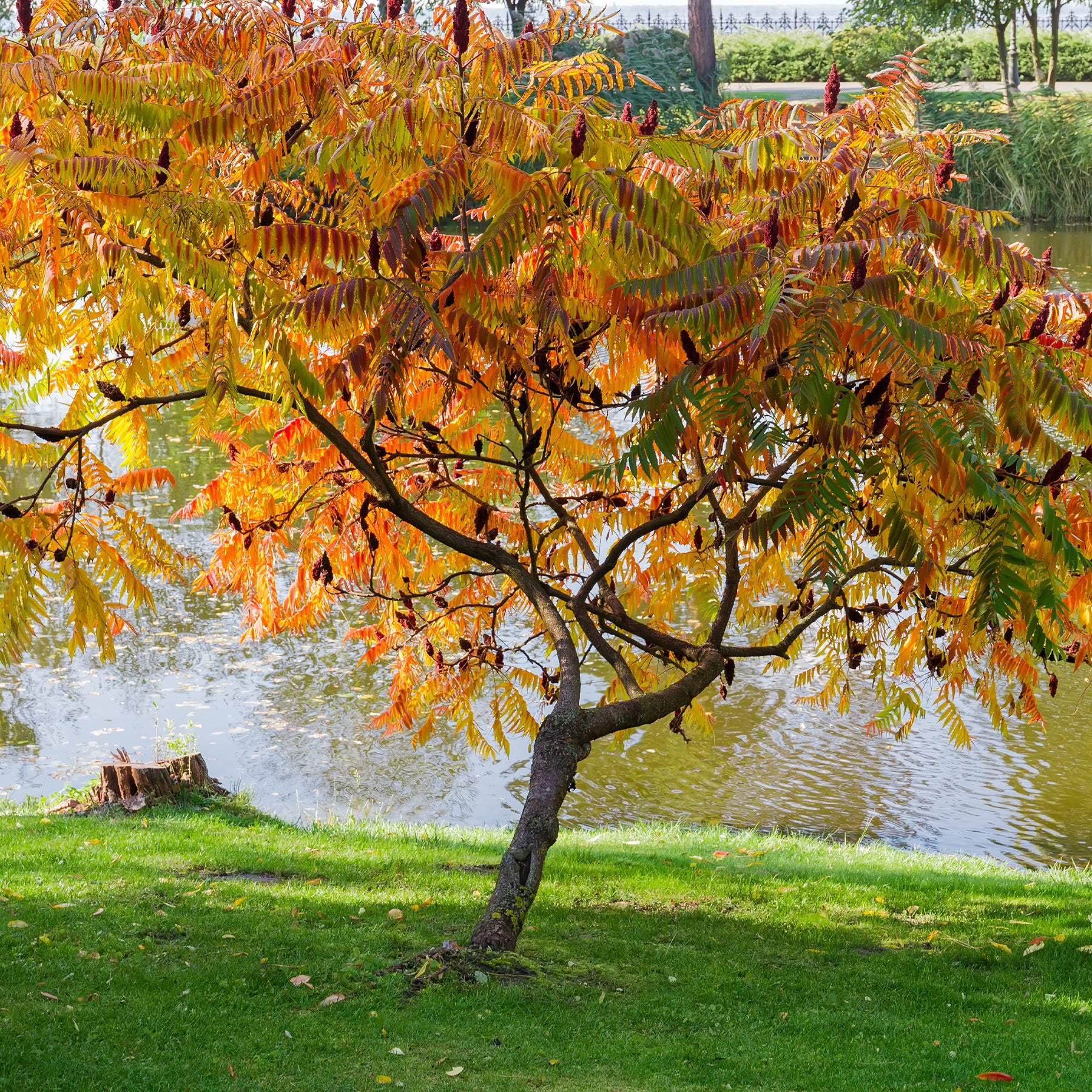 Rhus typhina - Sumac de Virginie - Arbustes