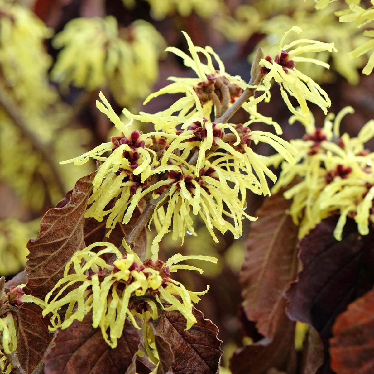 Hamamélis intermedia Sunburst - Hamamelis intermedia 'sunburst' - Willemse