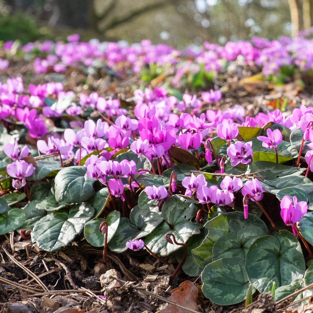 Cyclamen coum Rose - Cyclamen coum - Willemse