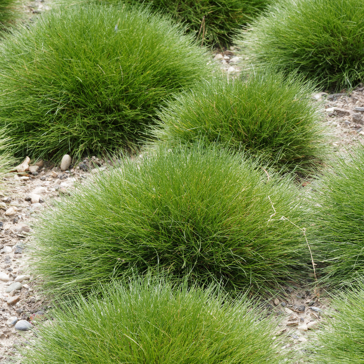 Fétuque crin d'ours - Willemse