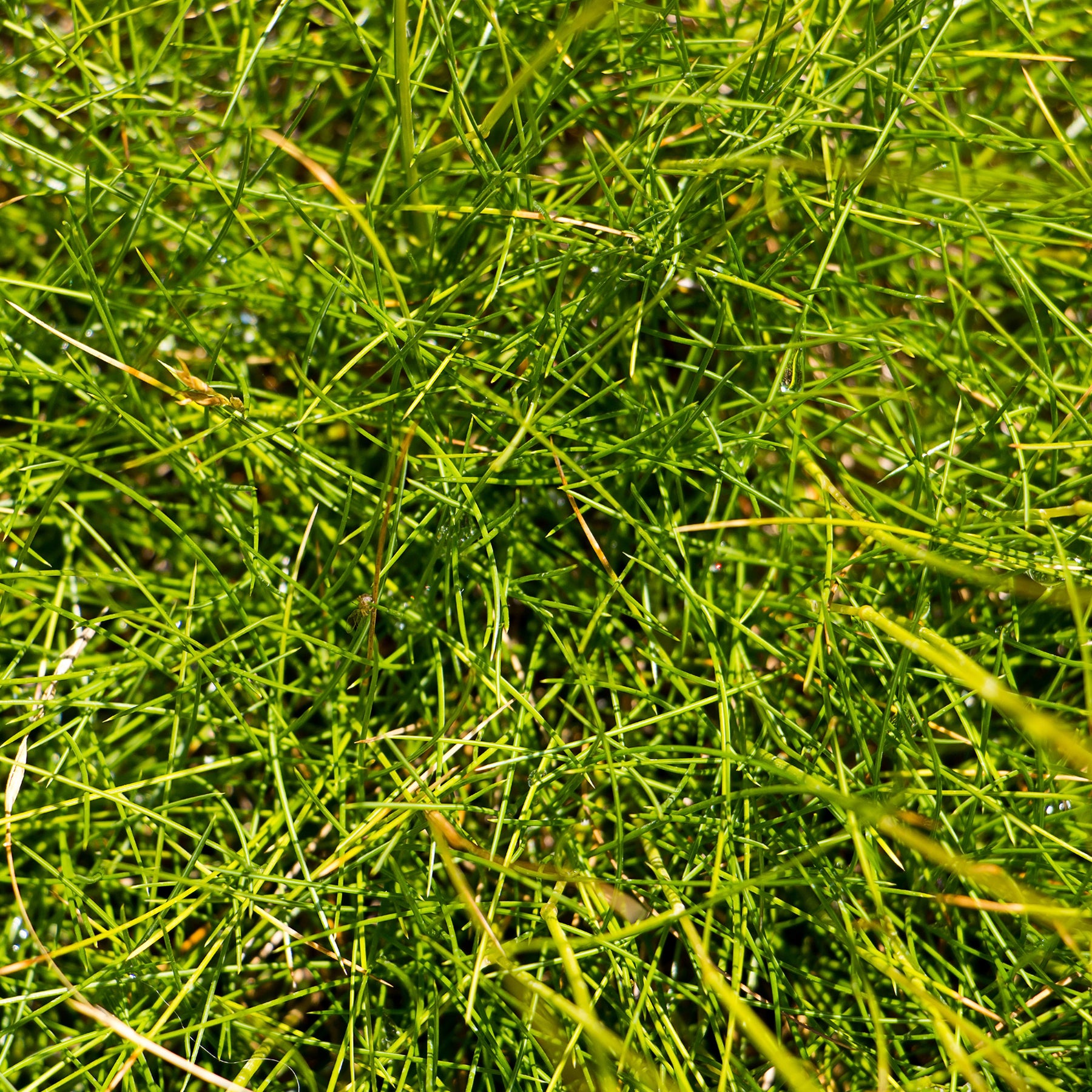 Fétuque - Fétuque crin d'ours - Festuca gautieri (scoparia)