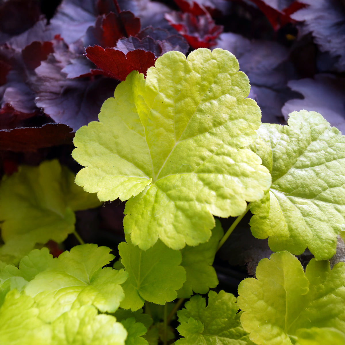 Heuchère Sweet Tart - Heuchera sweet tart - little cutie series - Willemse