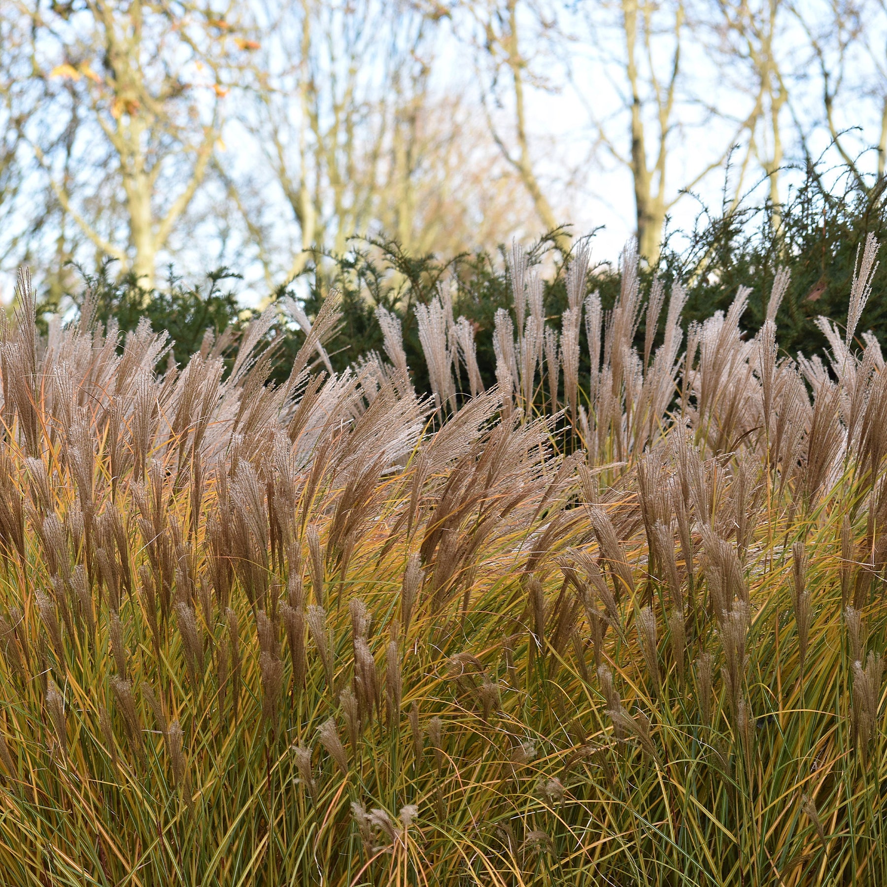 Eulalie Malepartus - Miscanthus sinensis malepartus - Willemse