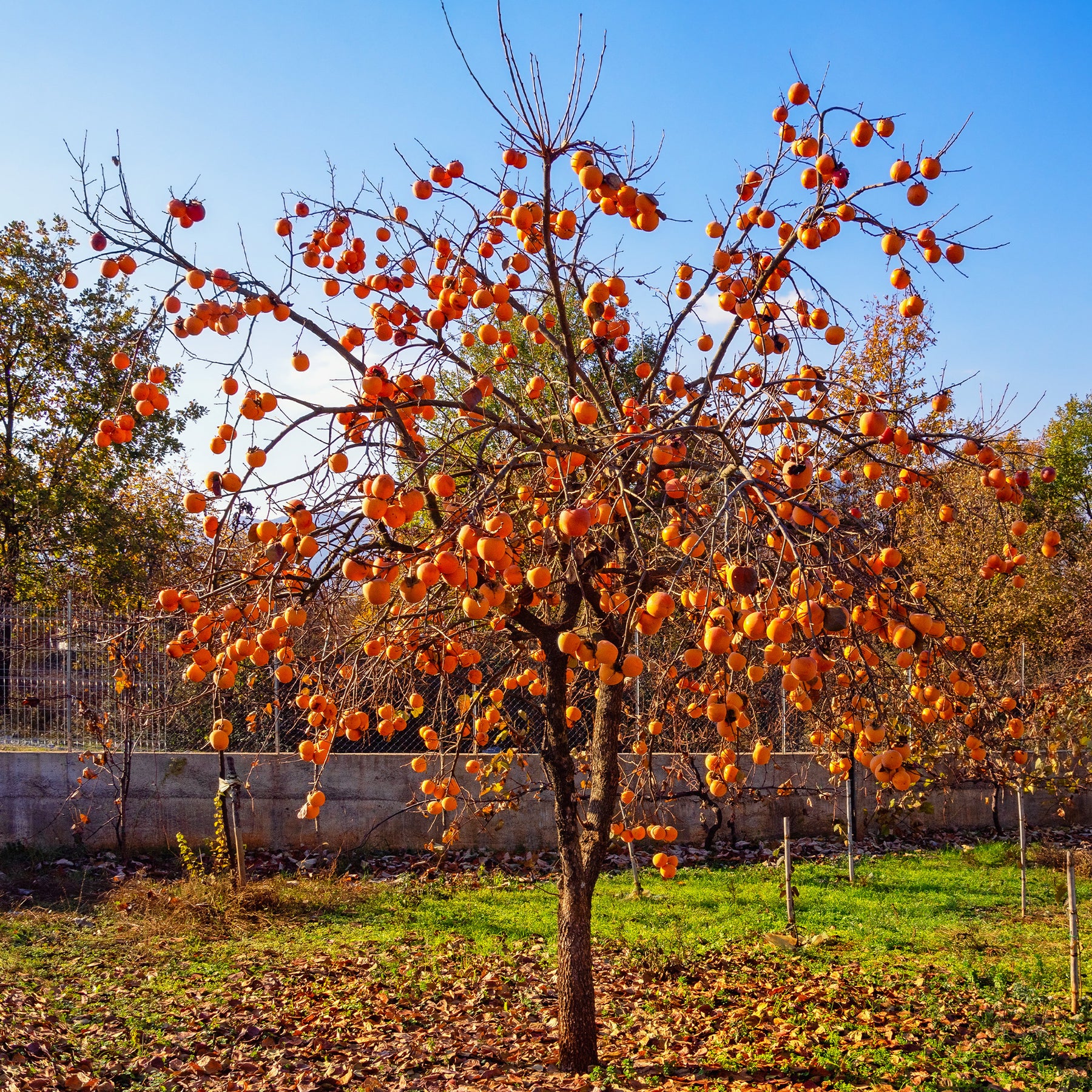 Kaki diospyros rojo brillante - Kaki Rojo Brillante - Plaqueminier Kaki