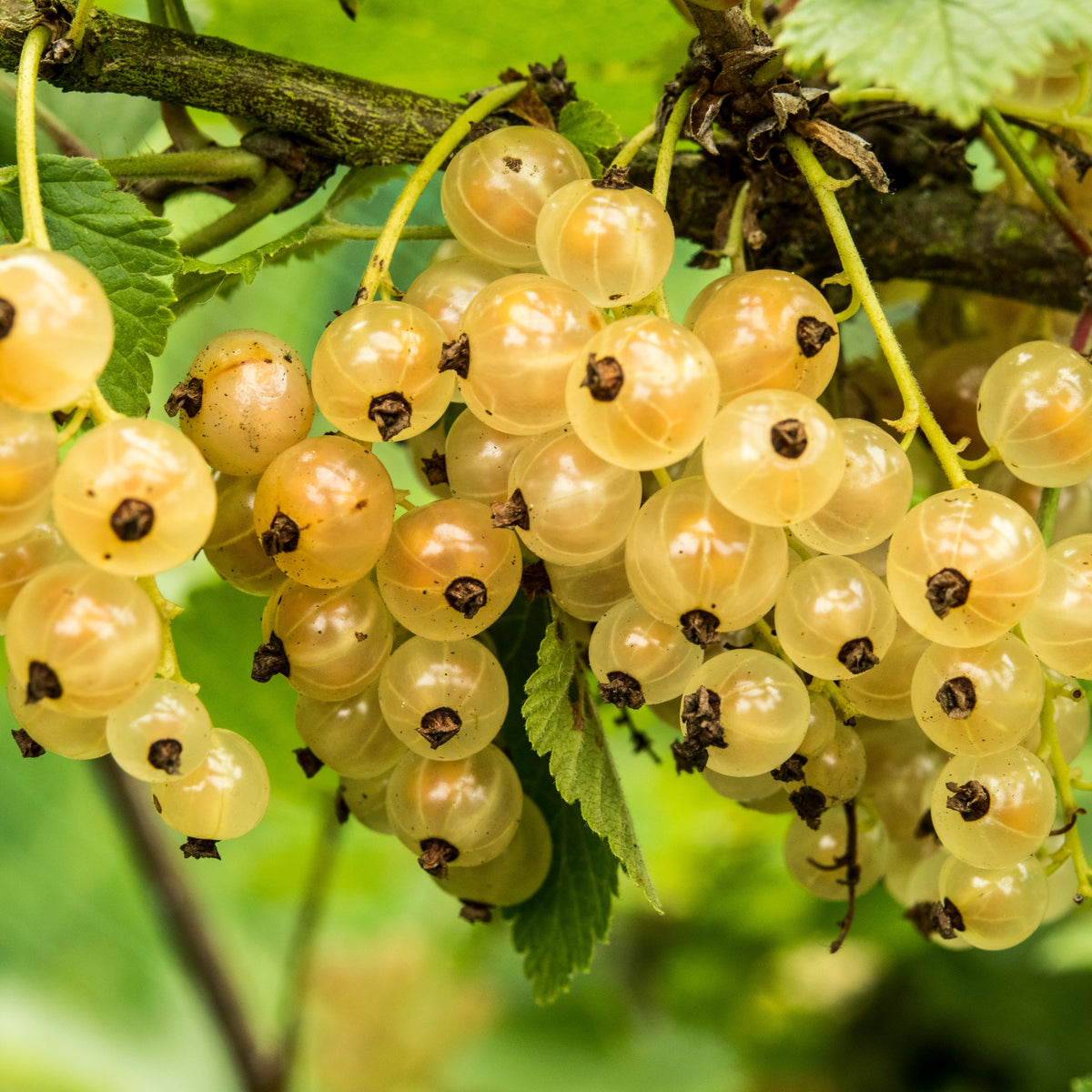 Groseillier Witte Hollander - Ribes rubrum 'witte hollander' - Plantes